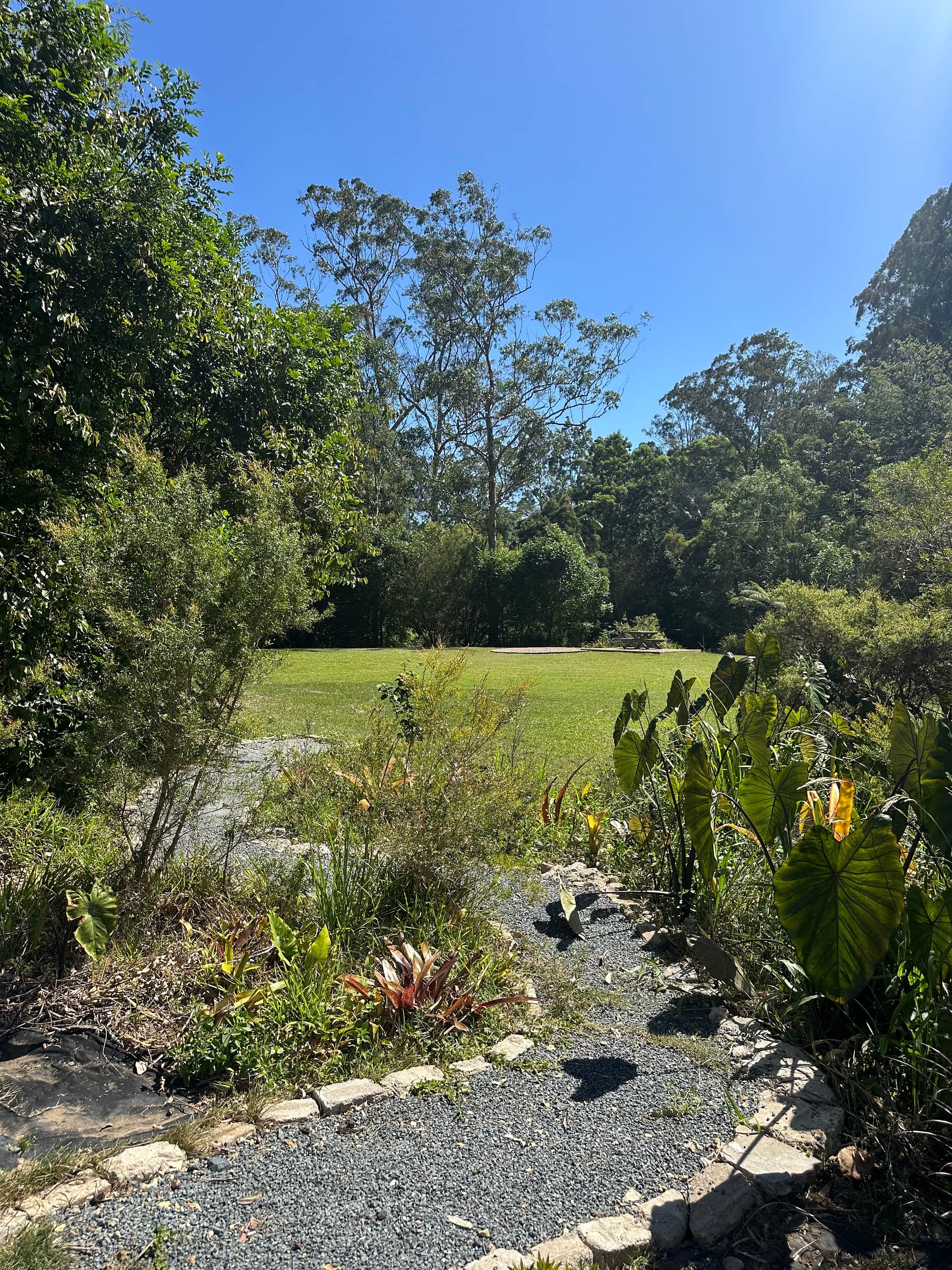 Tree Fern Dam