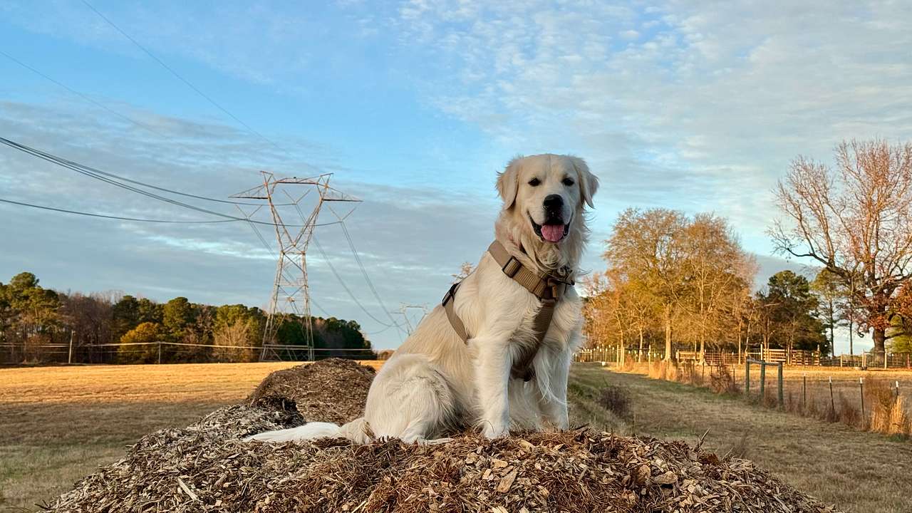 Tucker enjoying his time running around the property with Woody! 