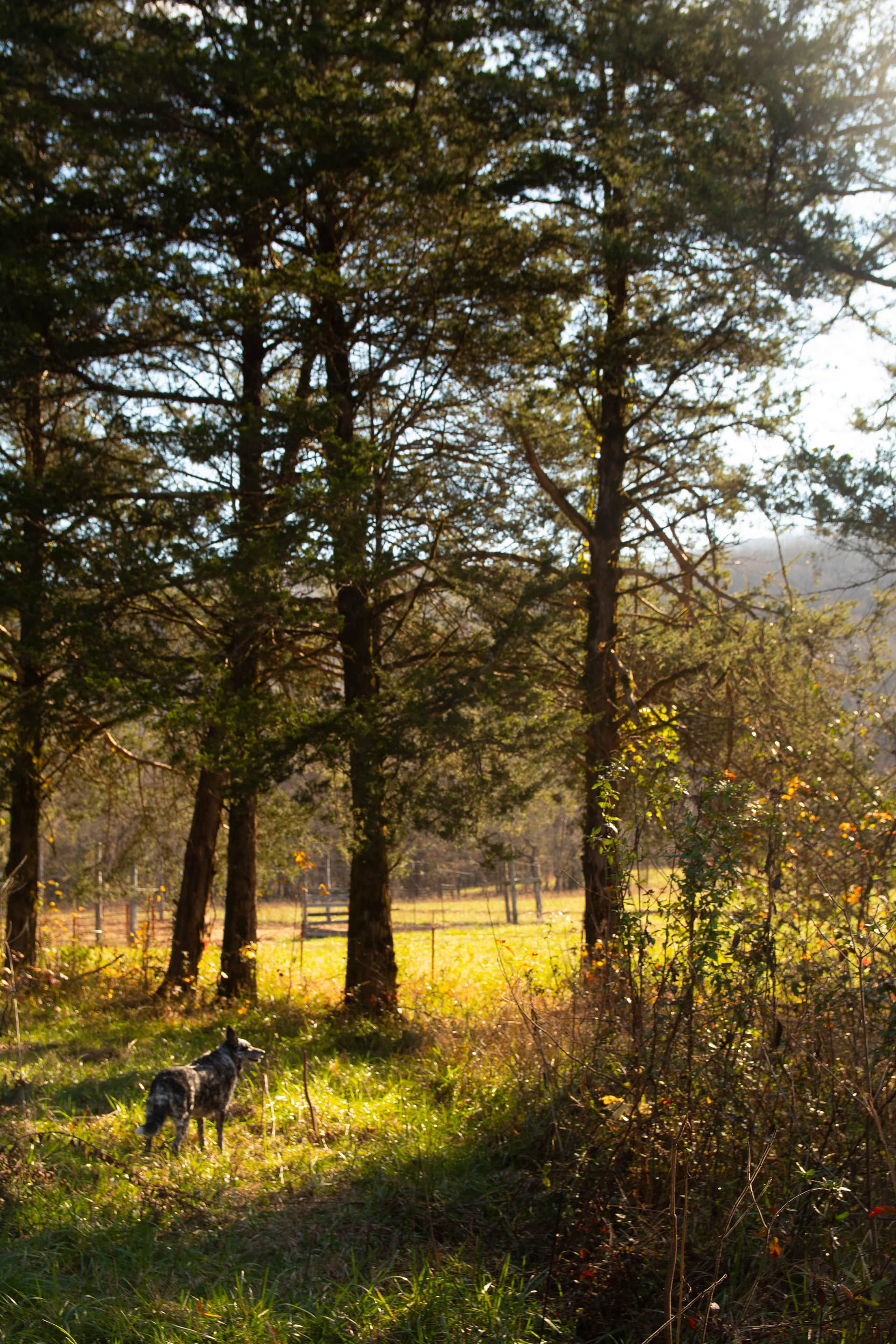 Little Mulberry Vacation Rentals