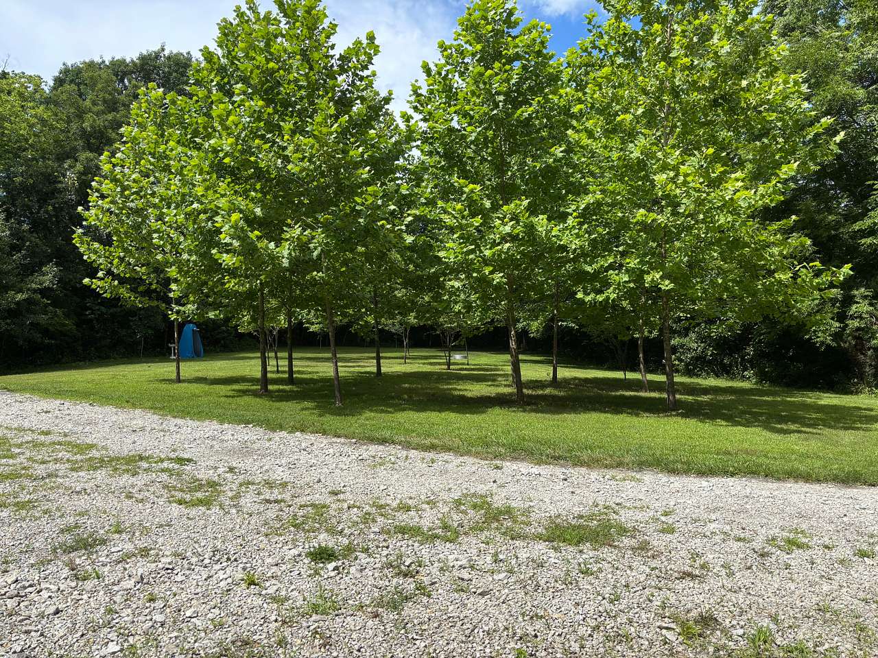 Sycamore Grove Campsite - a private, shaded campsite nestled beneath mature sycamore trees.