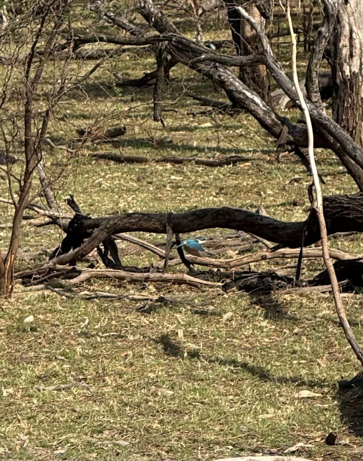 Kingfisher in flight 