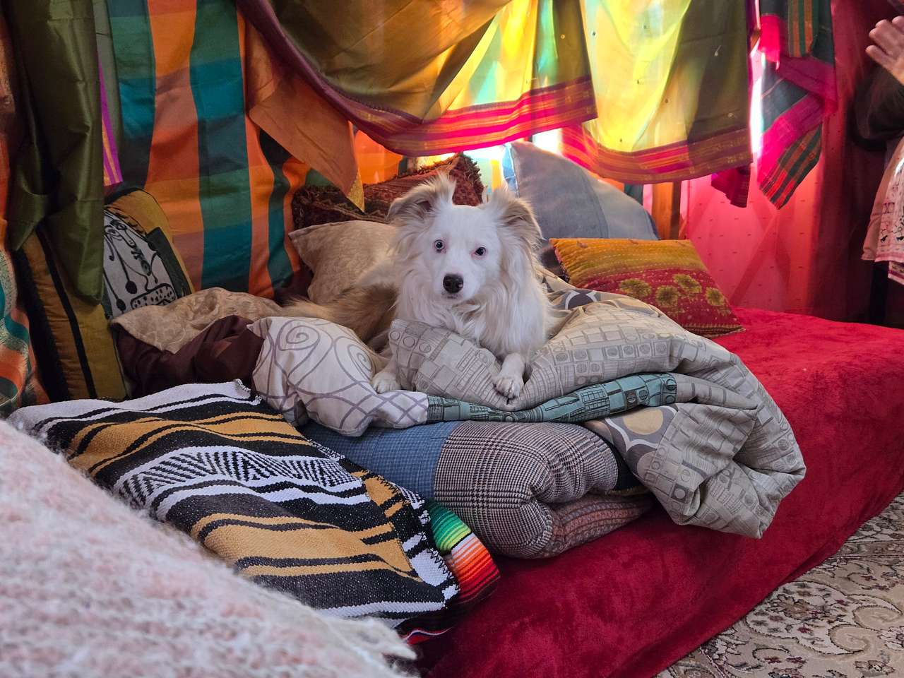 View pets photos of Juniper Mesa Camp