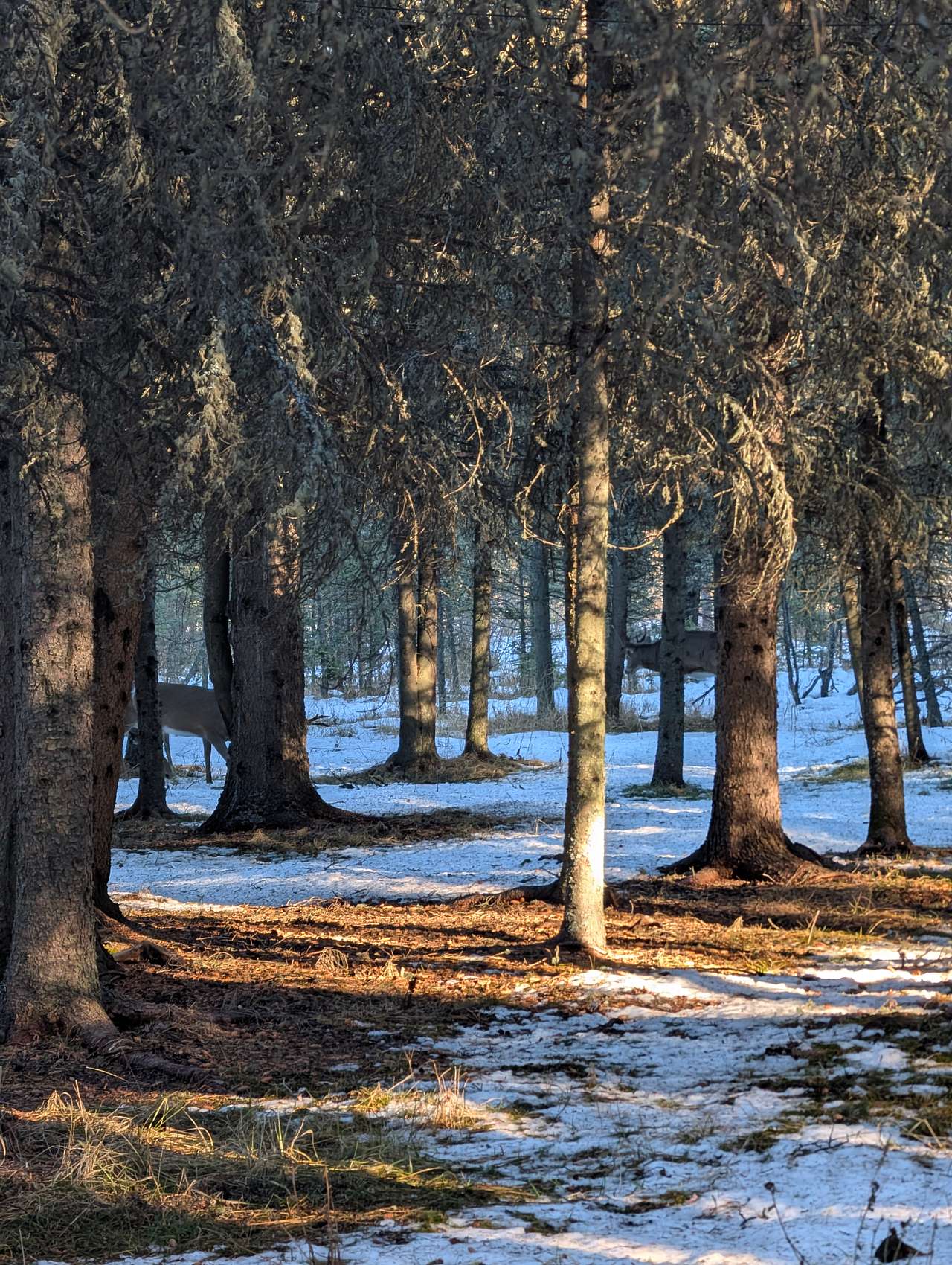 Vacation rentals in Bragg Creek