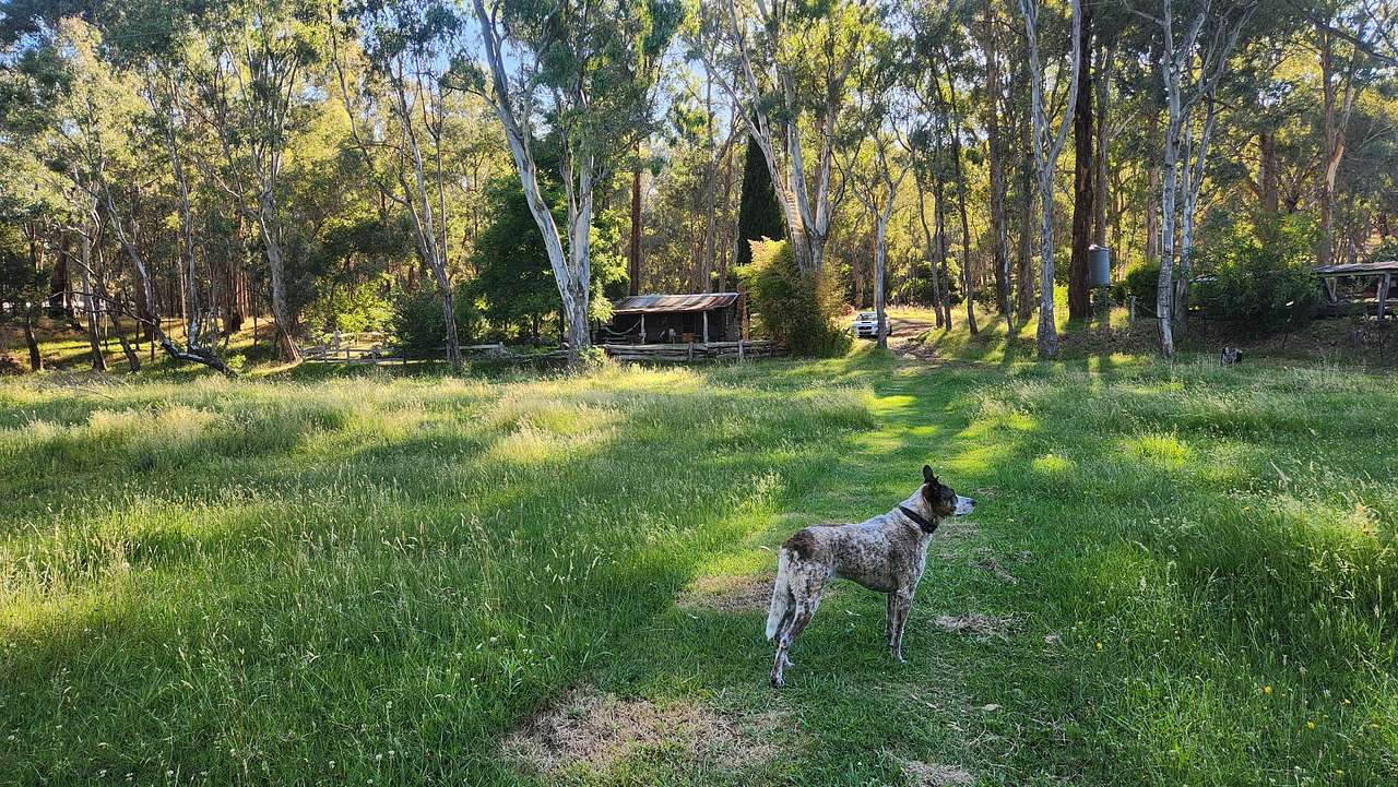 Blackwood Cabin