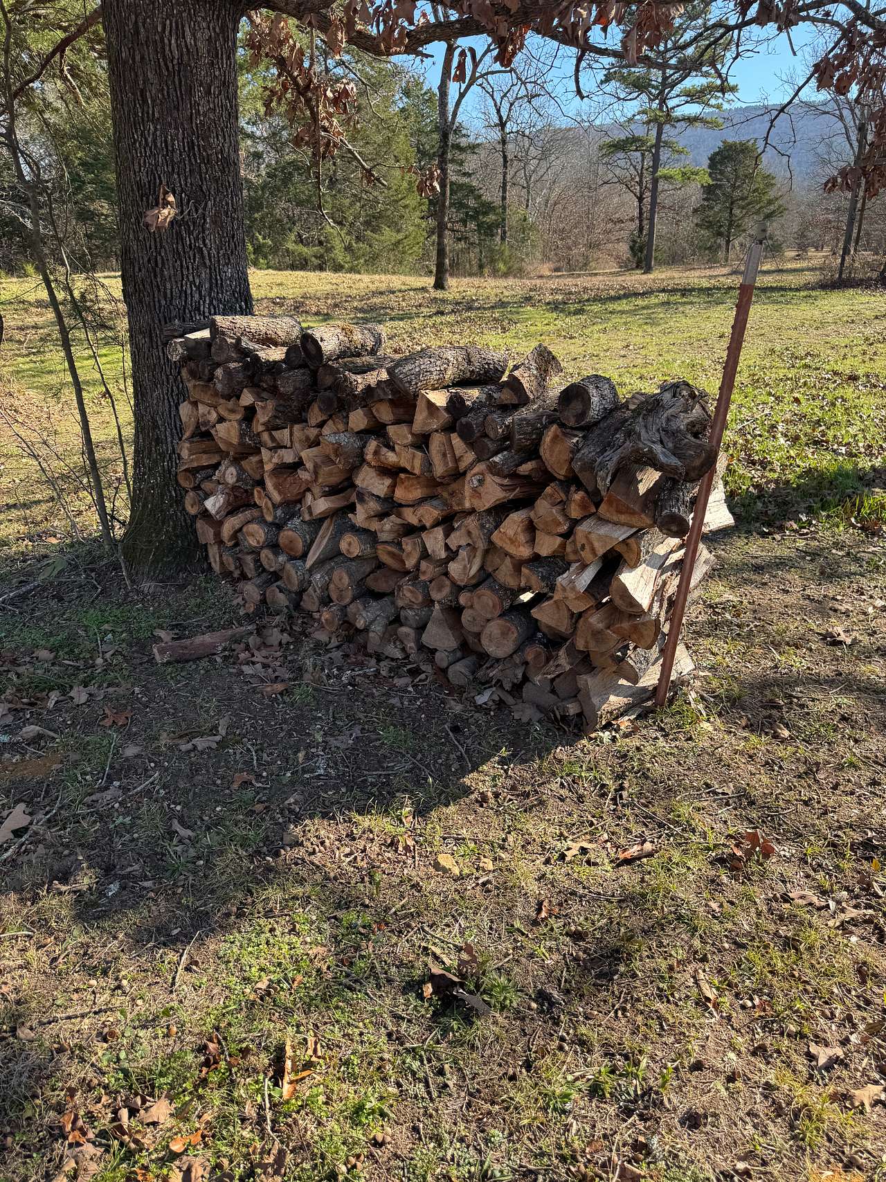 So much firewood!!! 