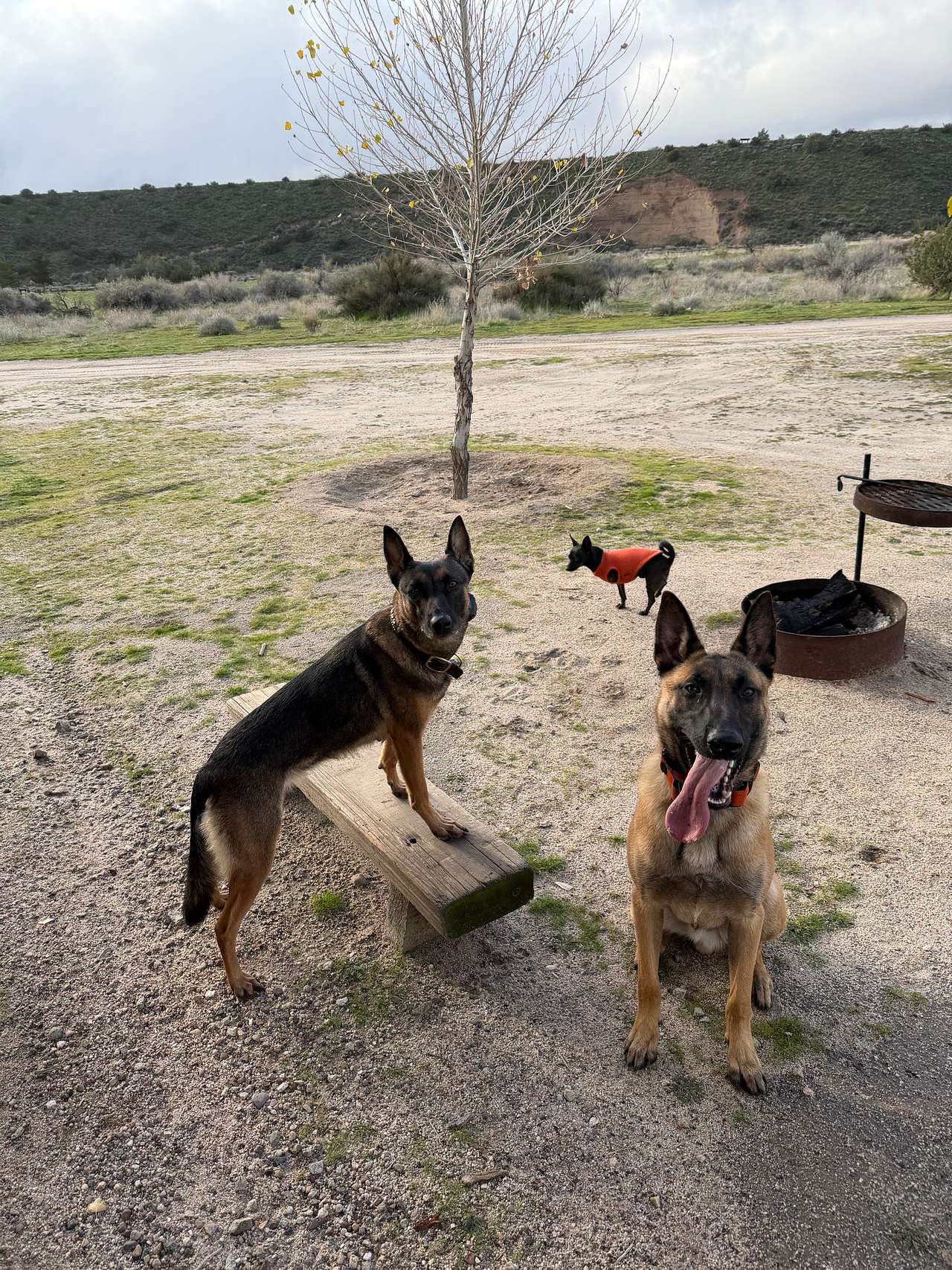 Dog approved!