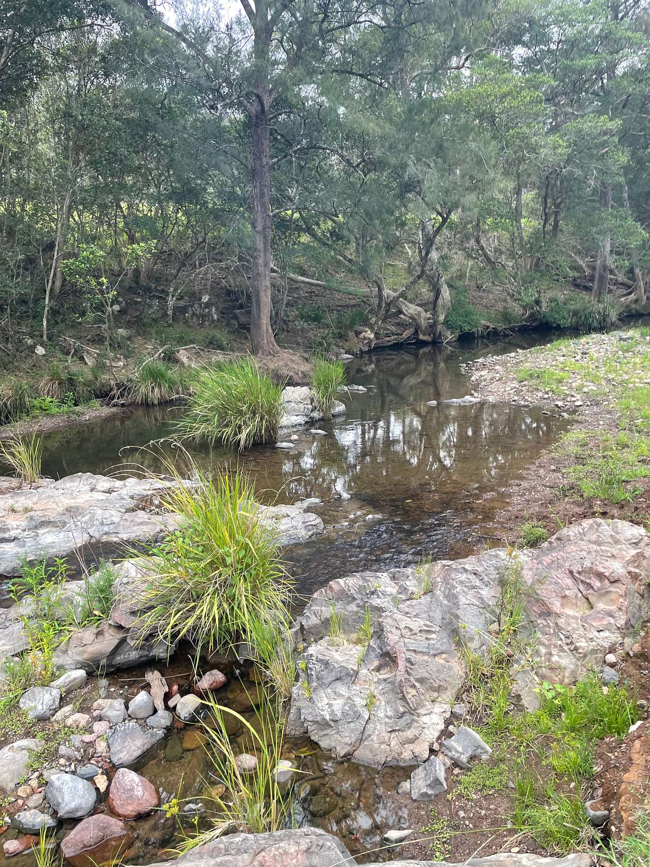 Wongabindi