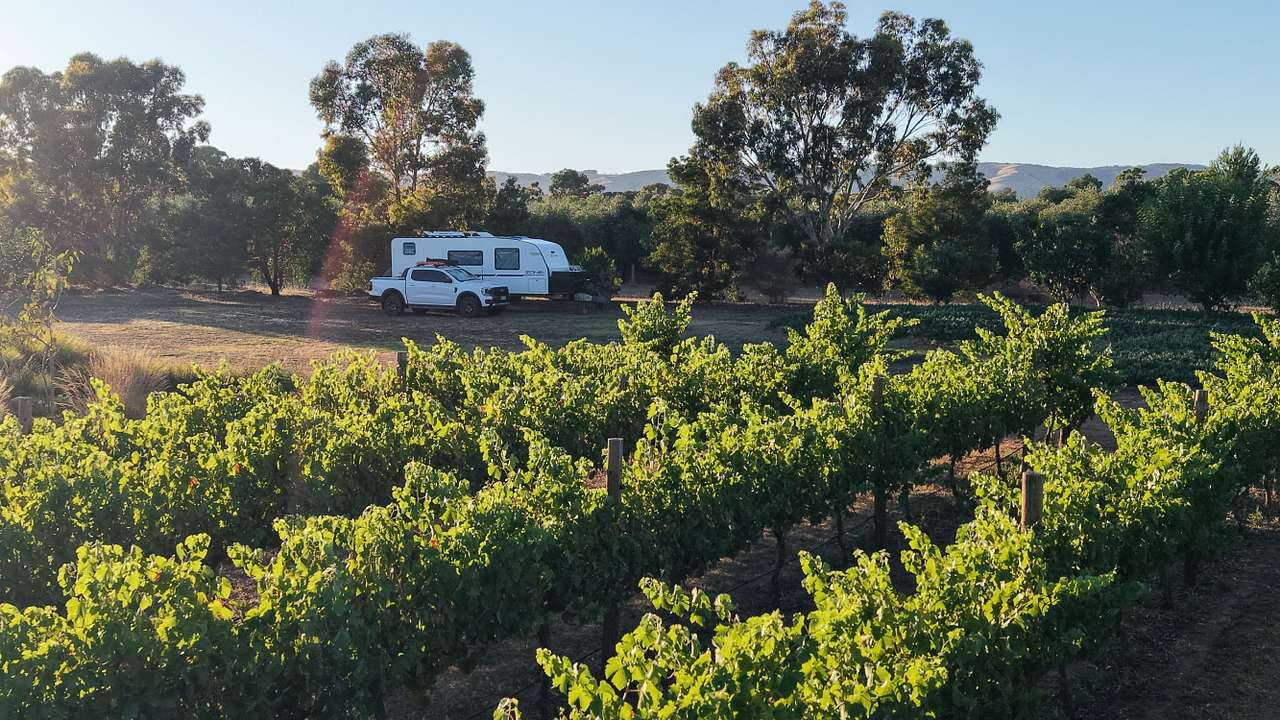 Six Strings - McLaren Vale Vineyard