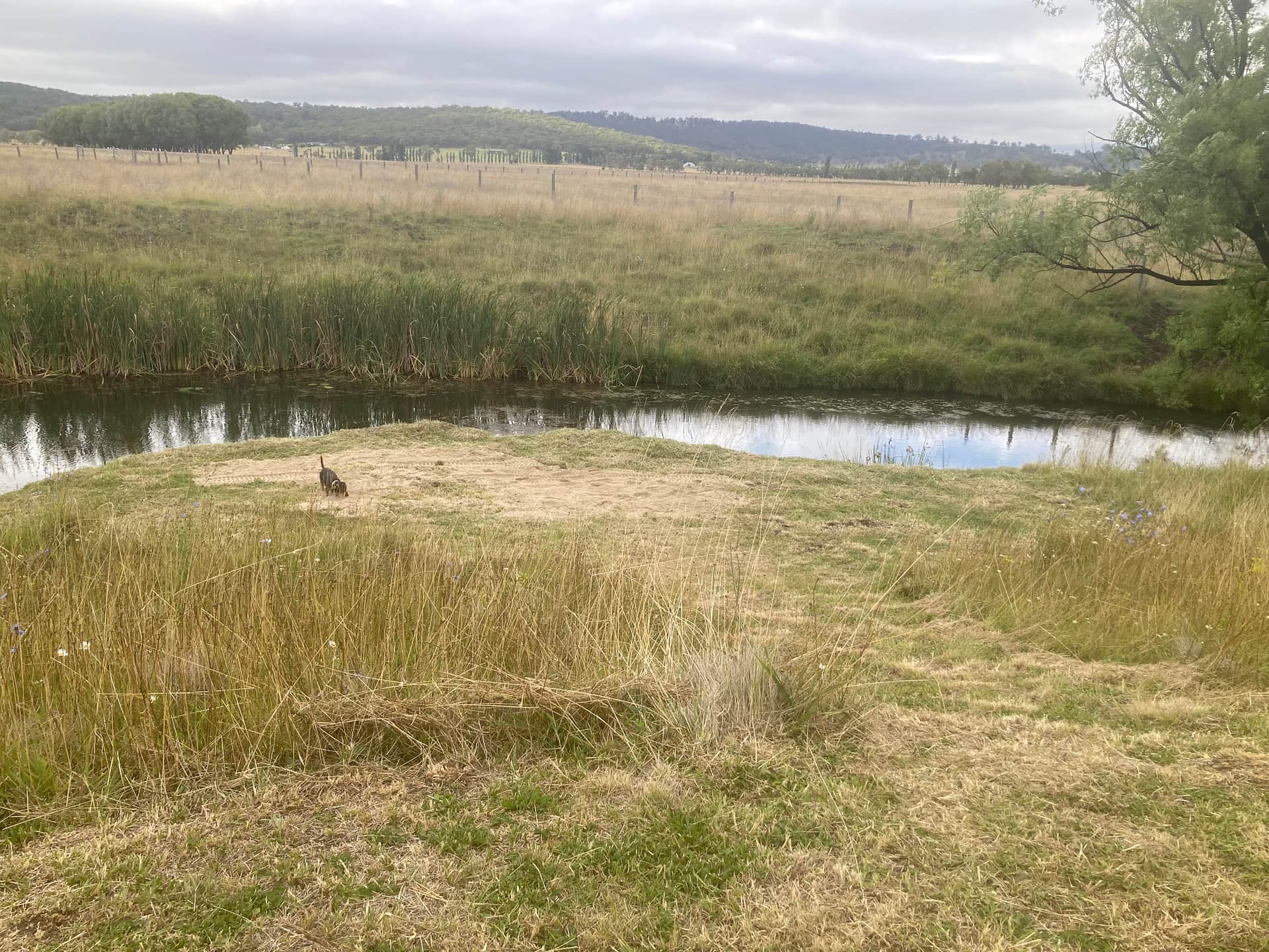 Champ sites along creek