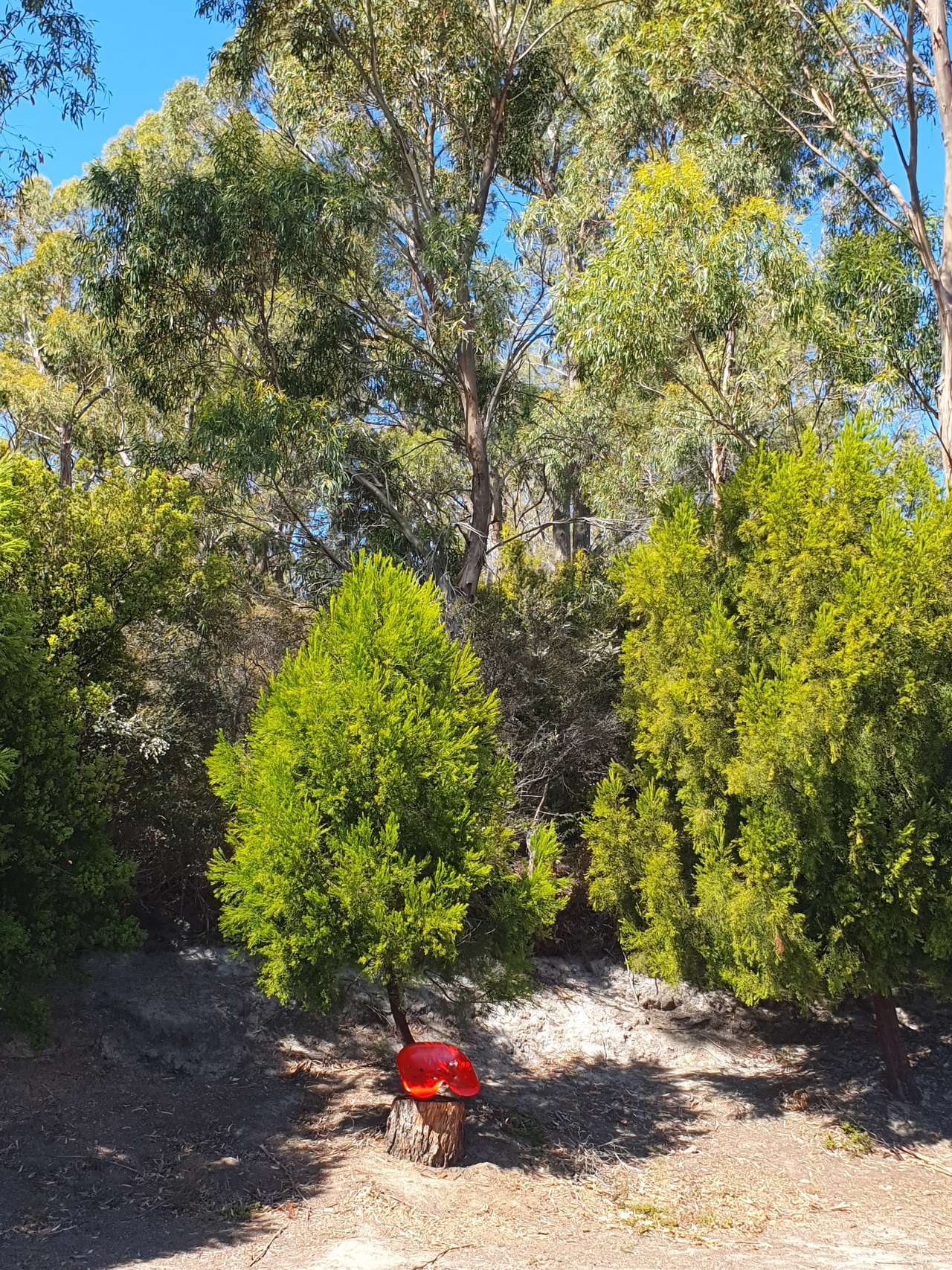 Picture of the site