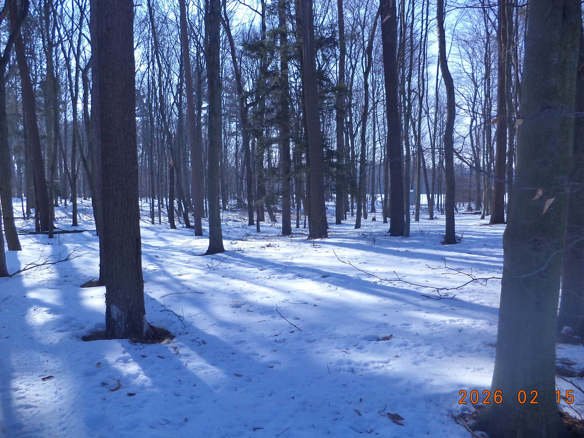 Spring Arbour Magic Forest &Trails!