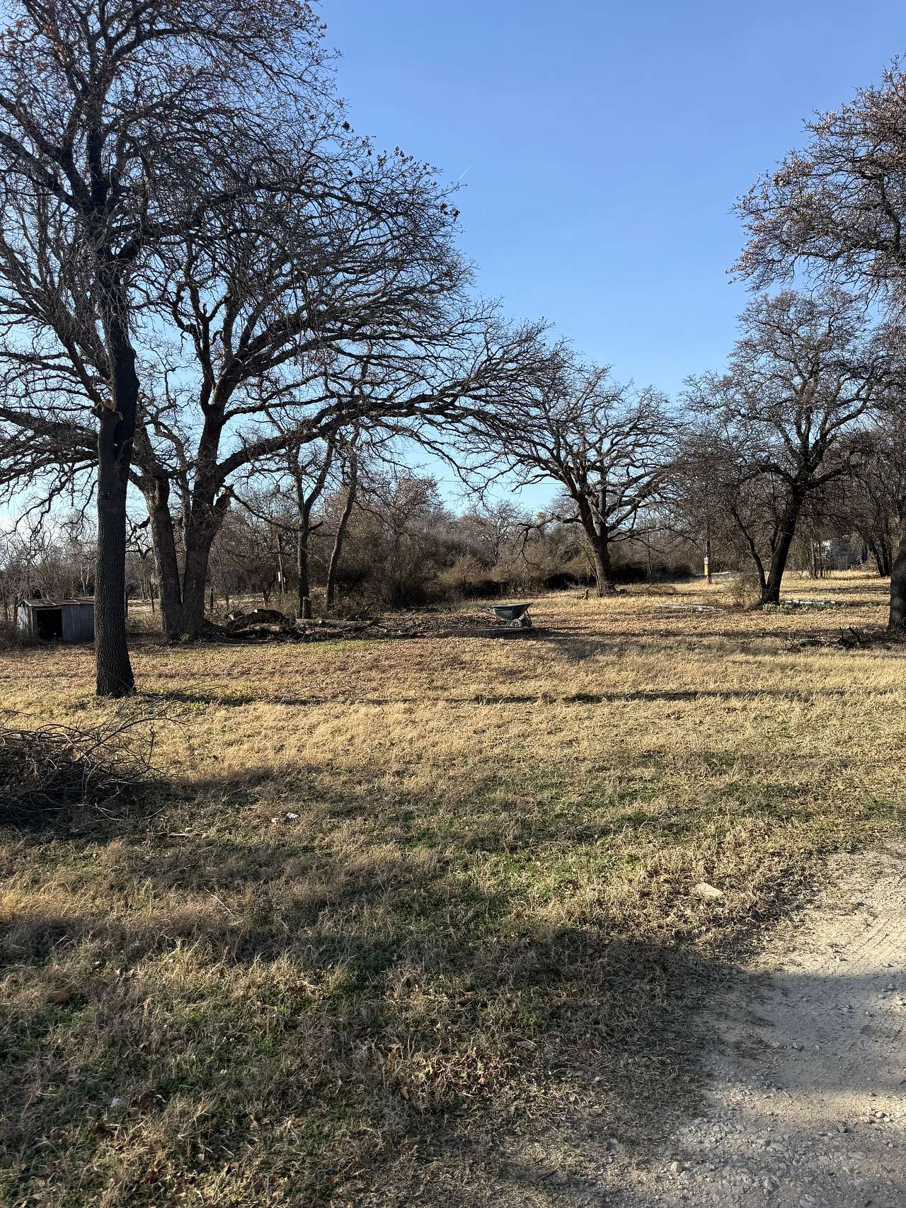 Agave Oaks