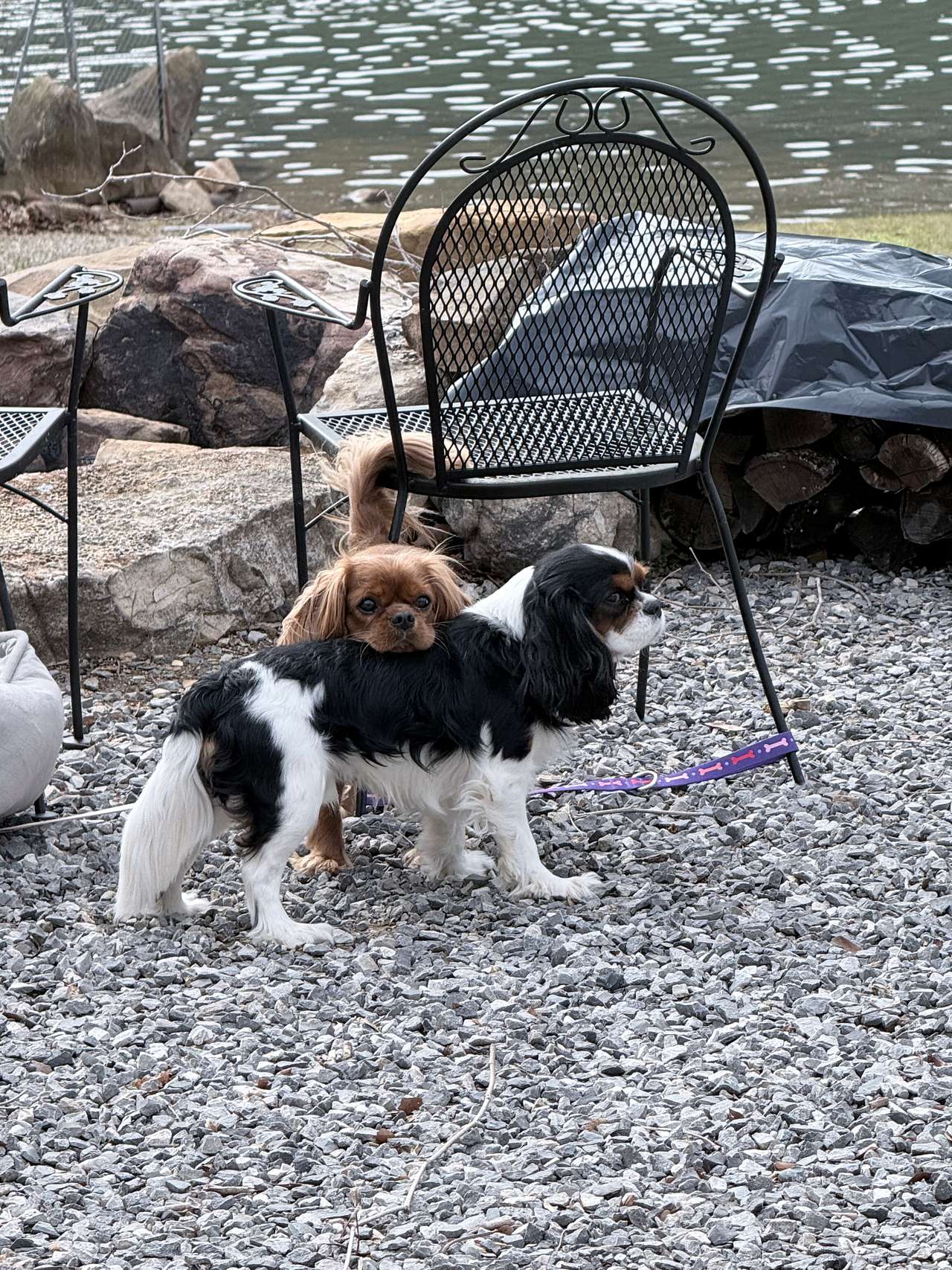 Our dogs had too much fun!