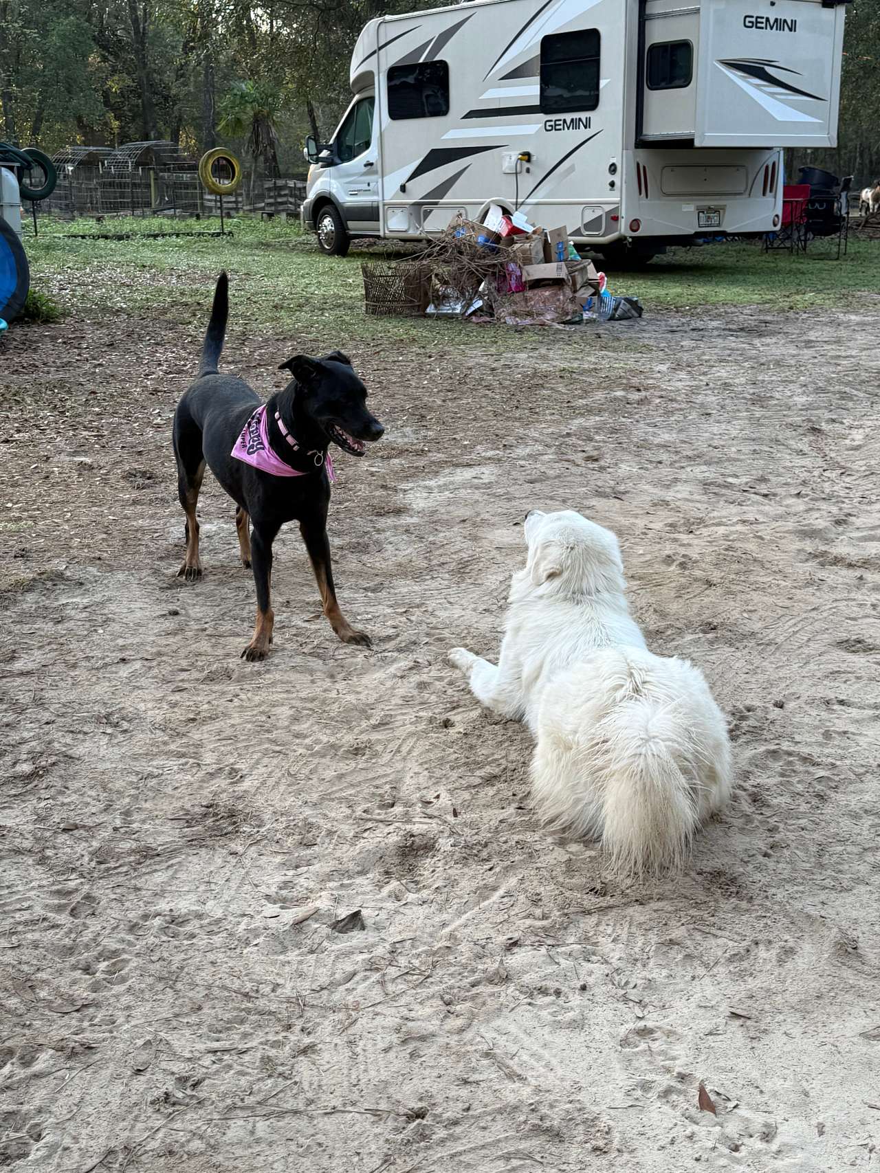 Tahoe and Bailey Dolce playing