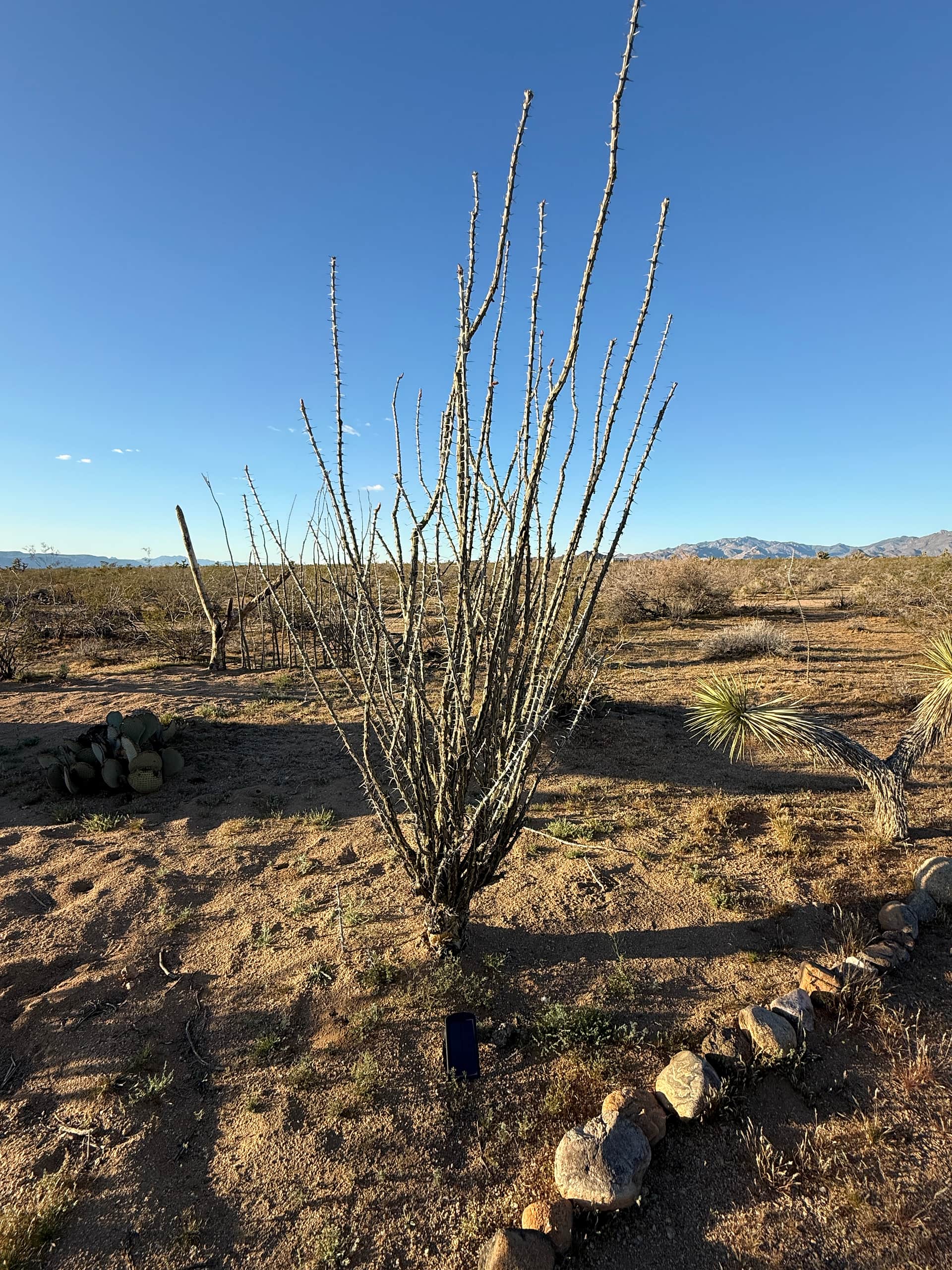 Magic in the Mojave