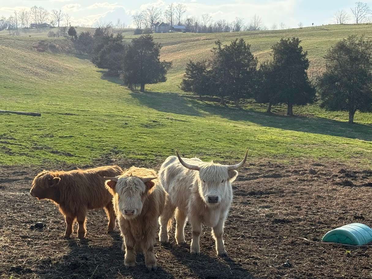 Highland Cows of Lochan Zanda