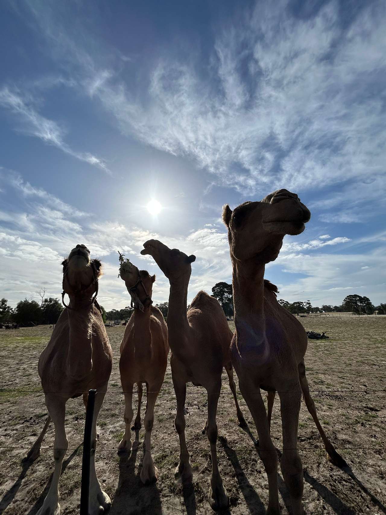 Camel Cuties 