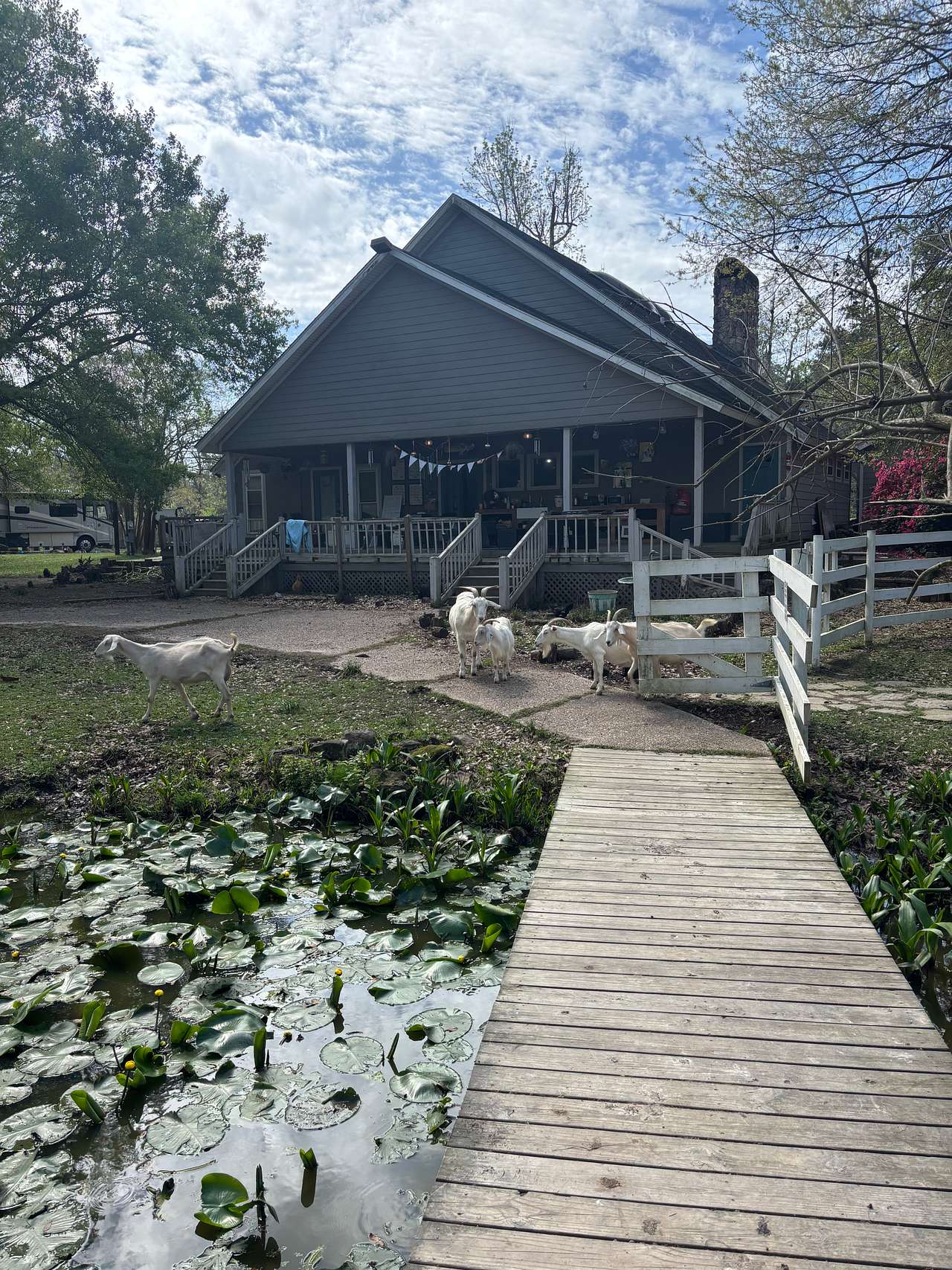 Snow White Sanctuary