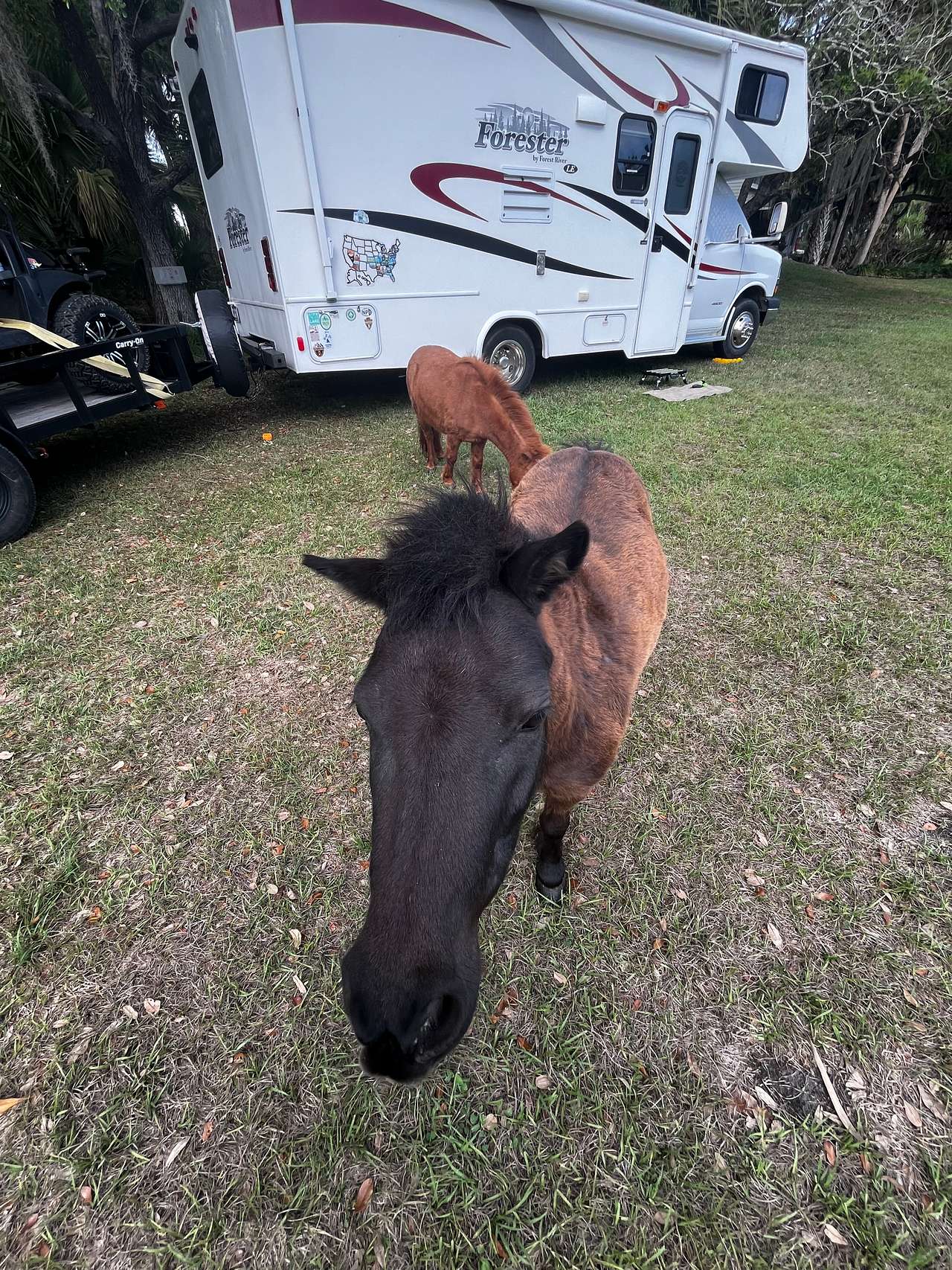 Friendly visitors 