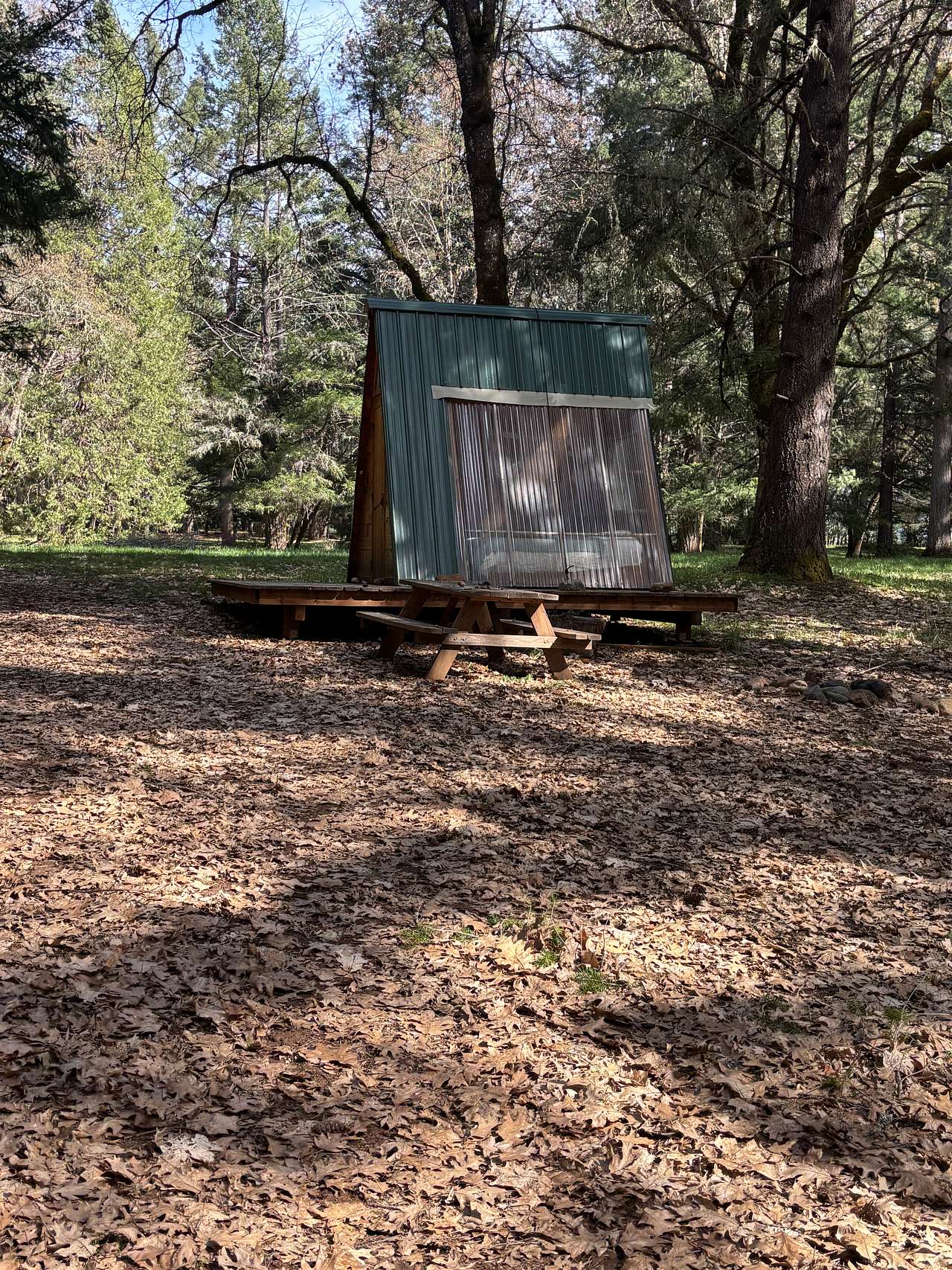 Cedar Bloom