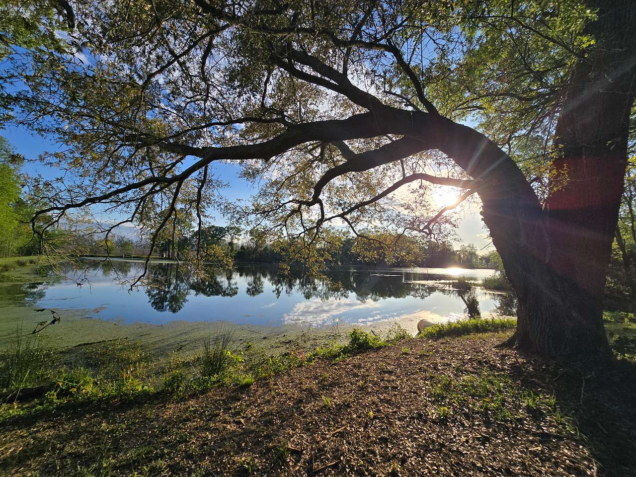 Pecan Orchard