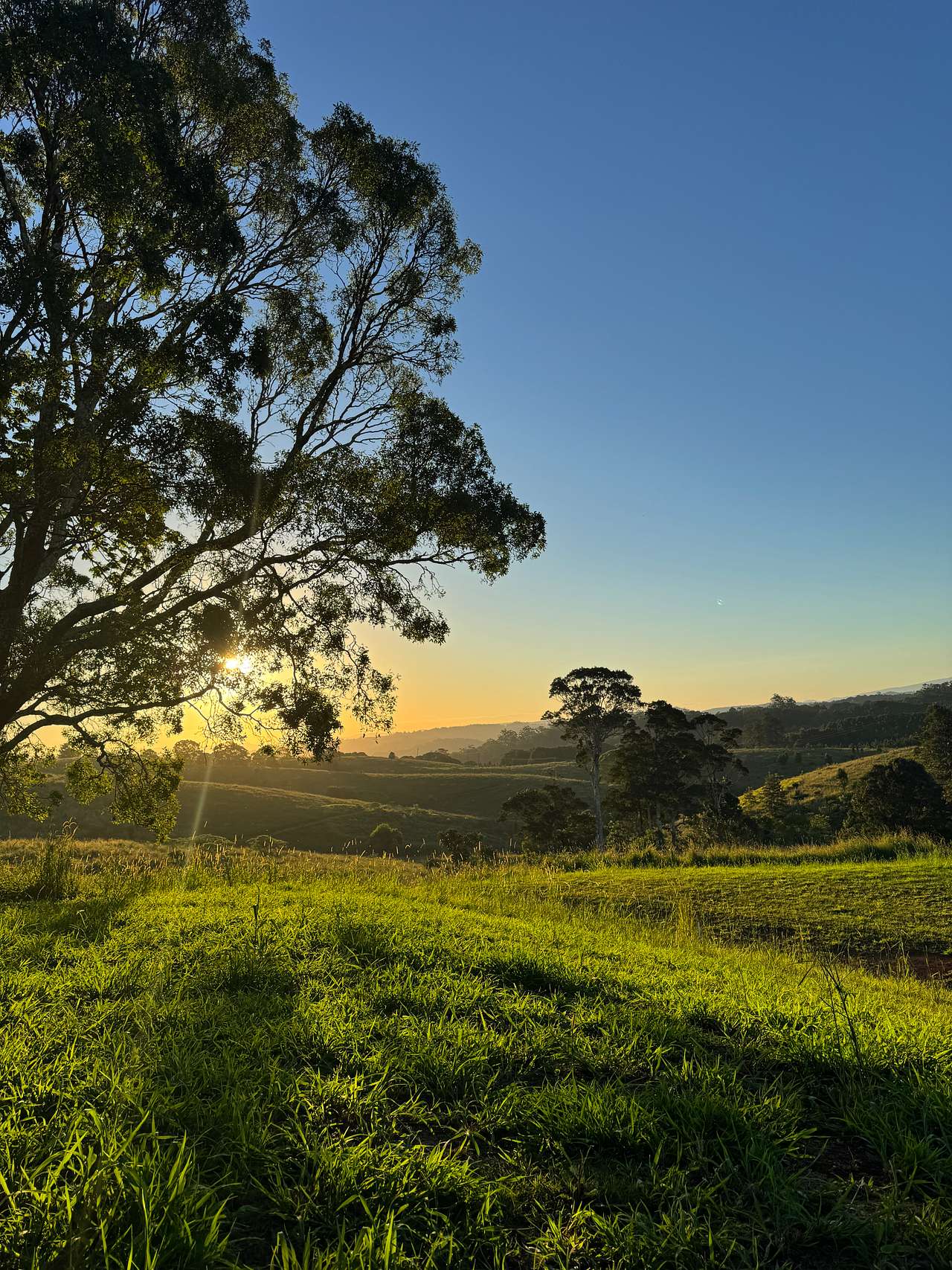 The Meadow -Byron Hinterlands Domes