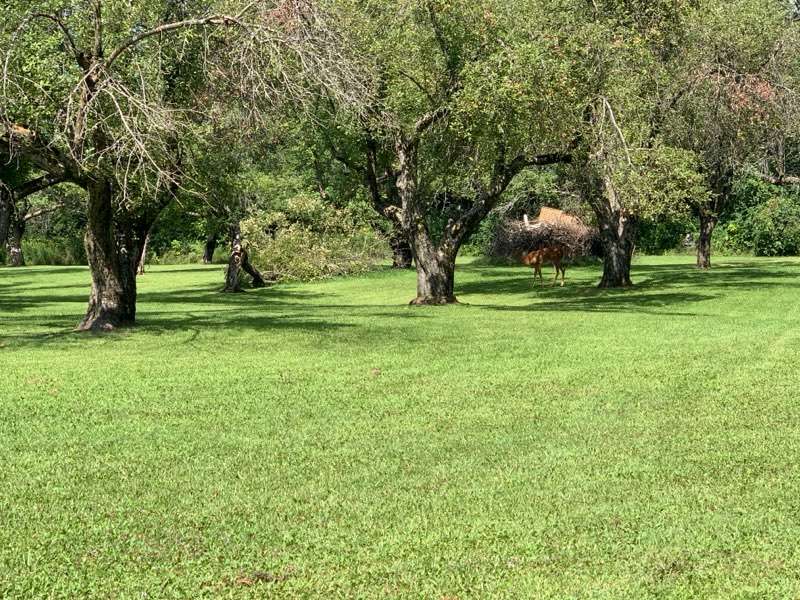 Camping At Sunnidell Orchard & Golf