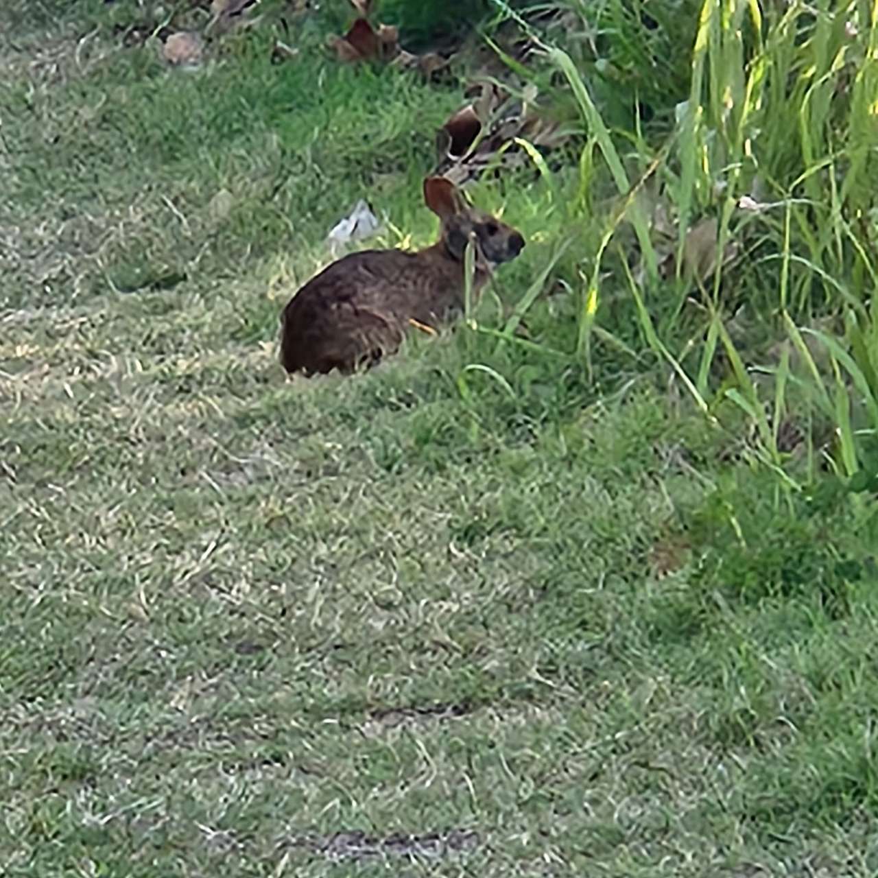 Rabbit near sunset