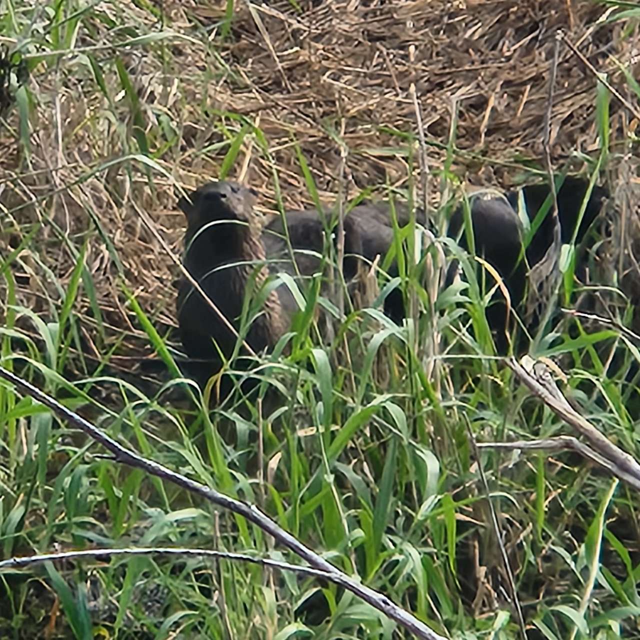 Otter family