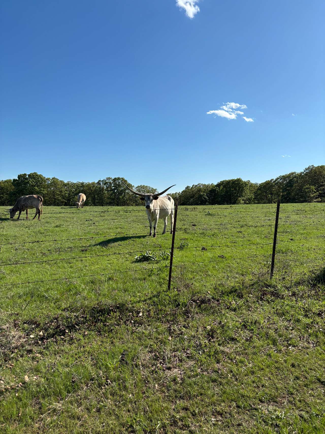 K.C. Ranch
