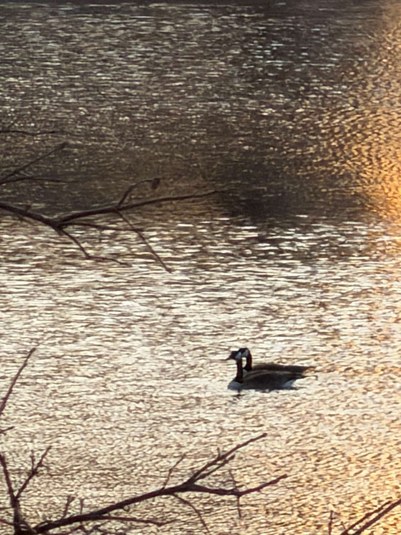 Wildlife-Water-Nature Sanctuary