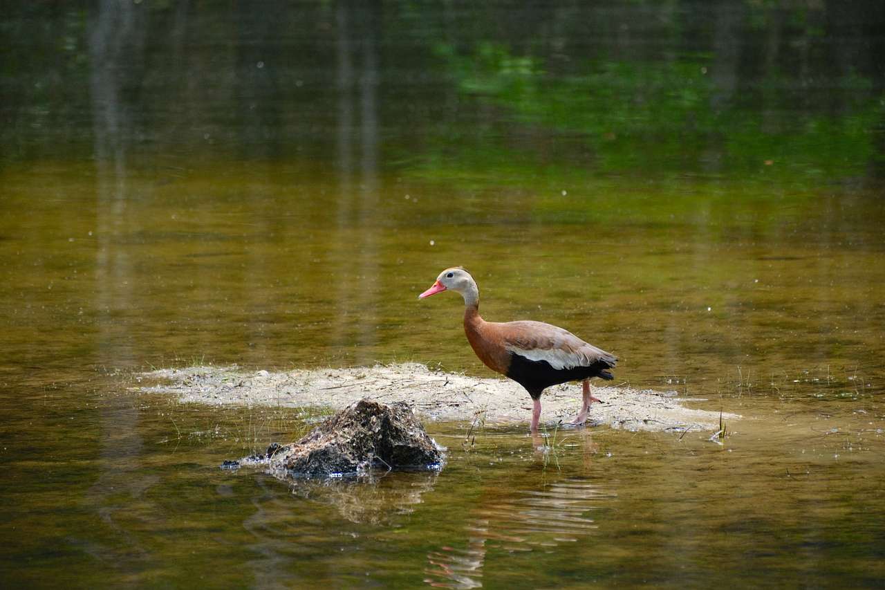 A black bellied whistling duck