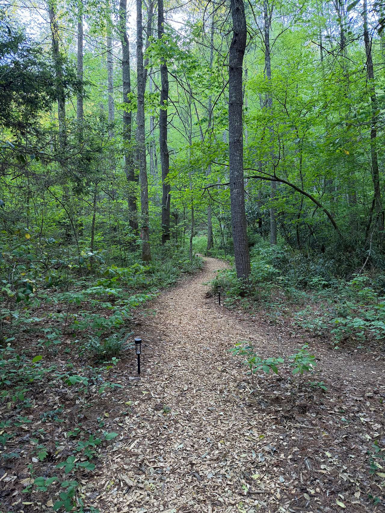 The path to Teela Springs Cabin. 
