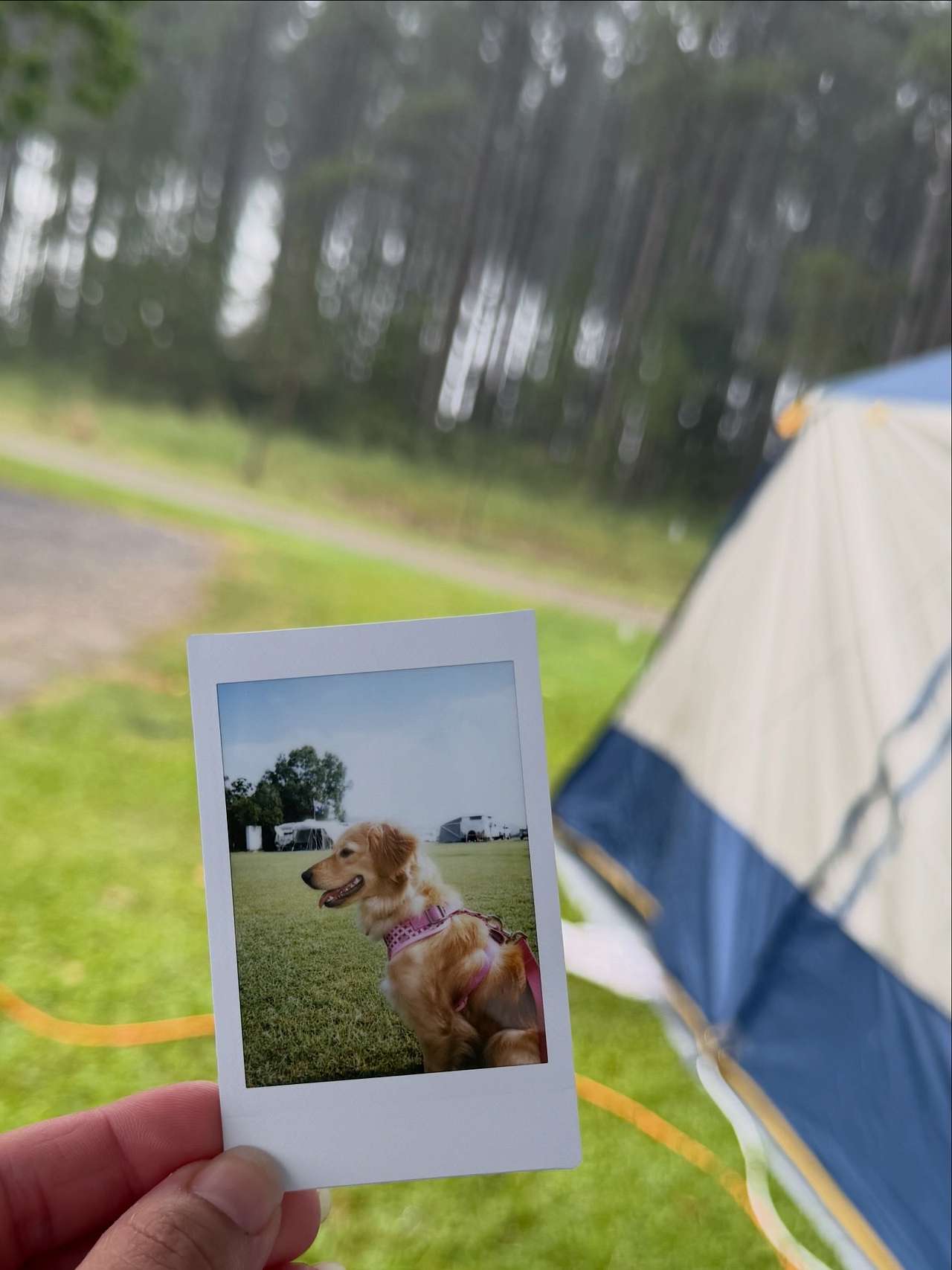 View pets photos of Standown Park
