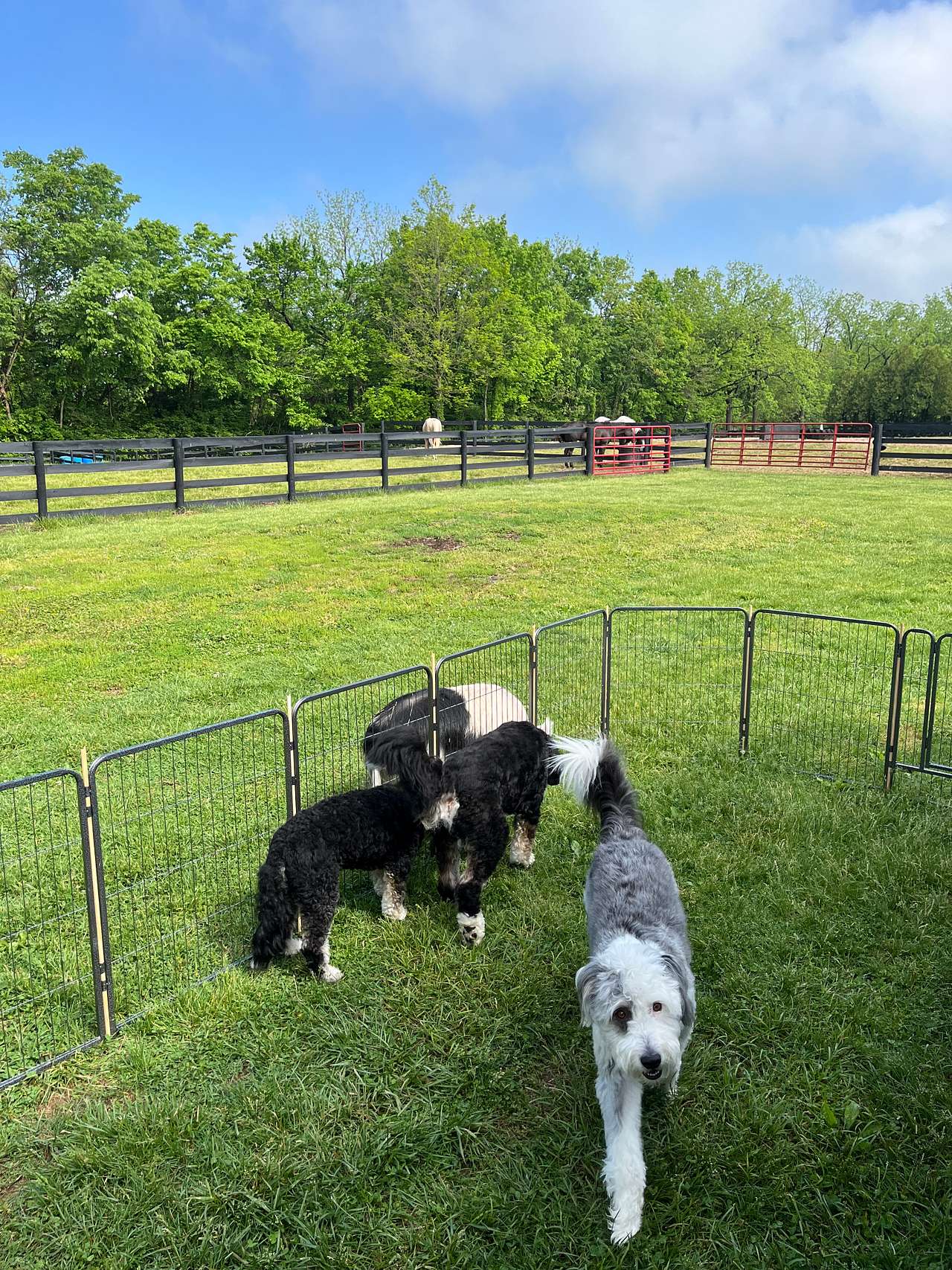 The Farm at Grace Hill