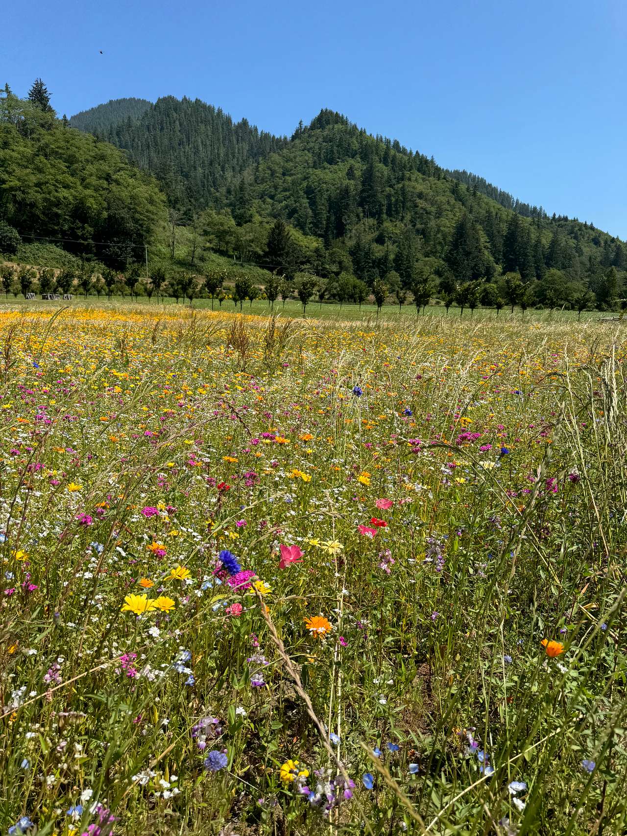 The Hydrangea Ranch