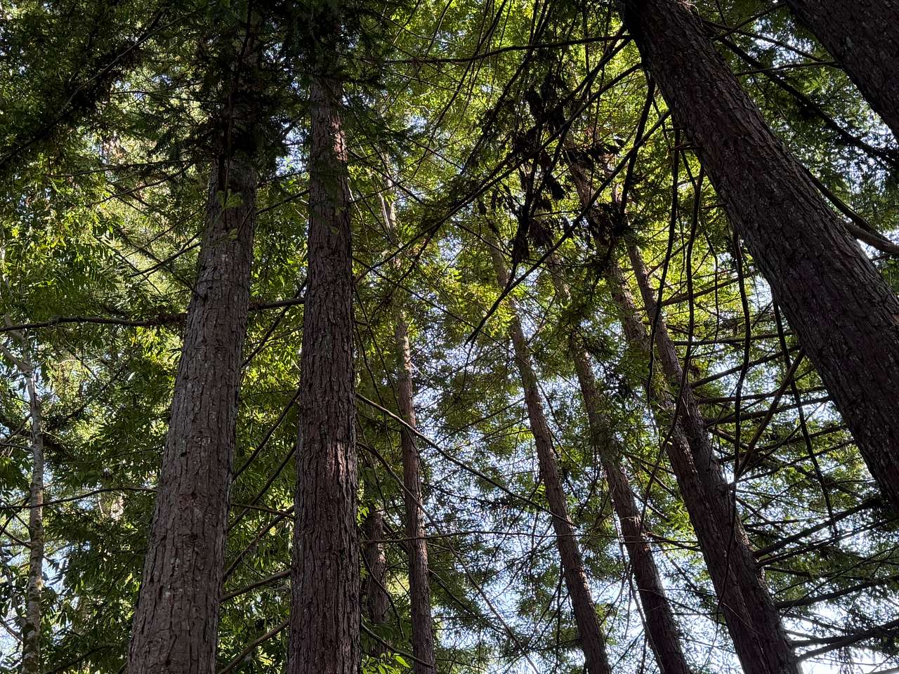 Redwoods