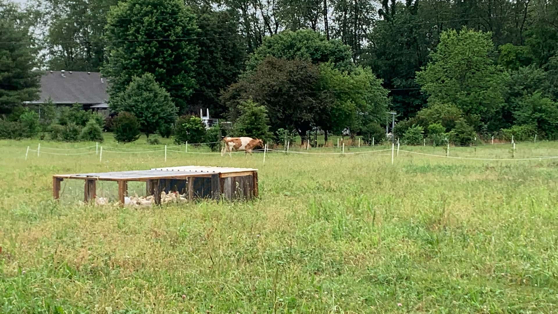 Riney Farm