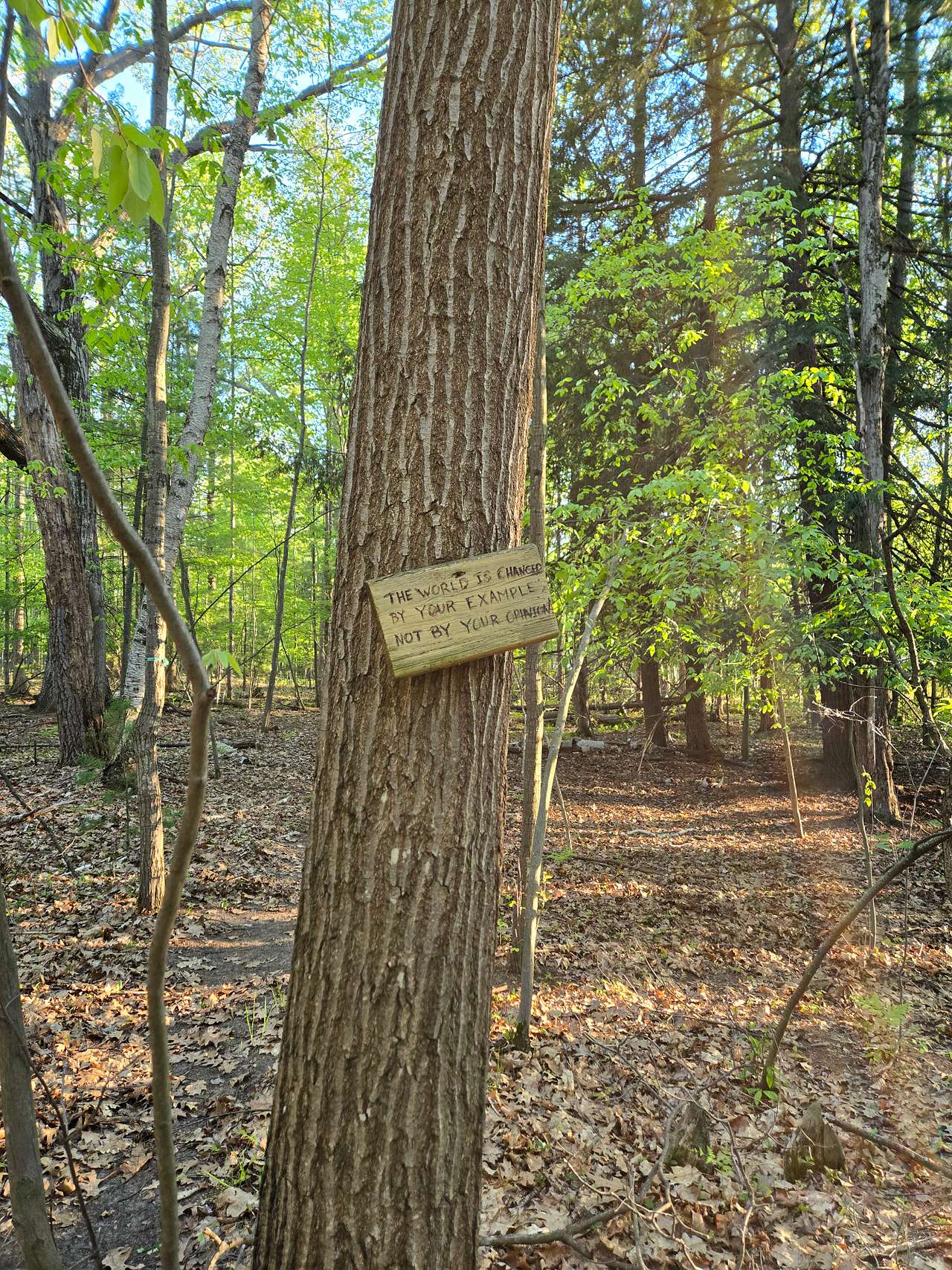 The Crow’s Nest Forest Camp