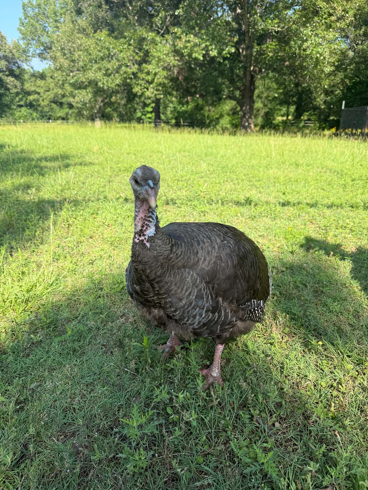 Caddo Springs Farm