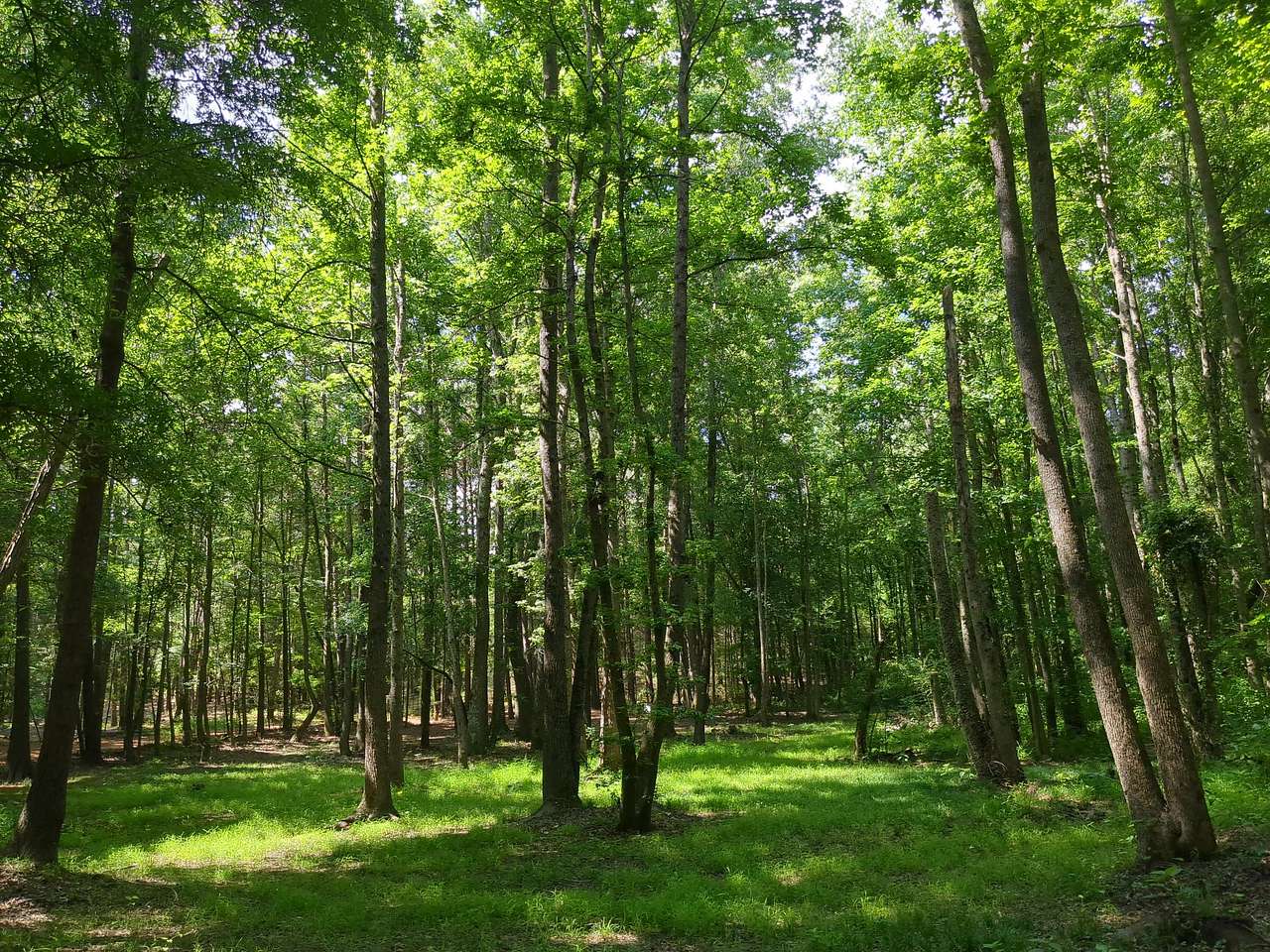 BlackBerryPines Disc & Camp