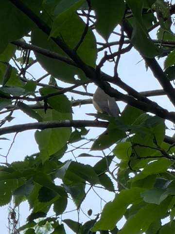 MANY birds to see and hear!