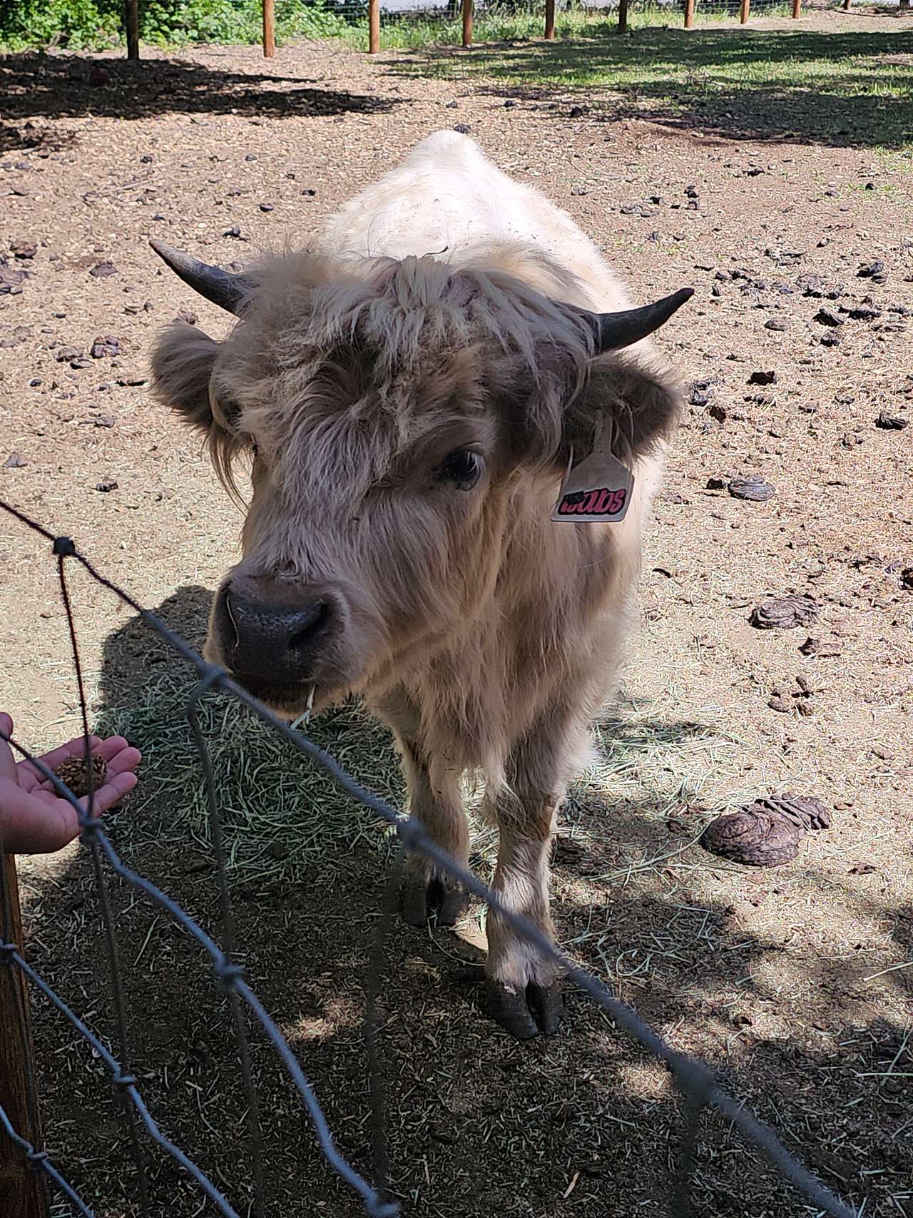 Paradise Valley Cattle Company