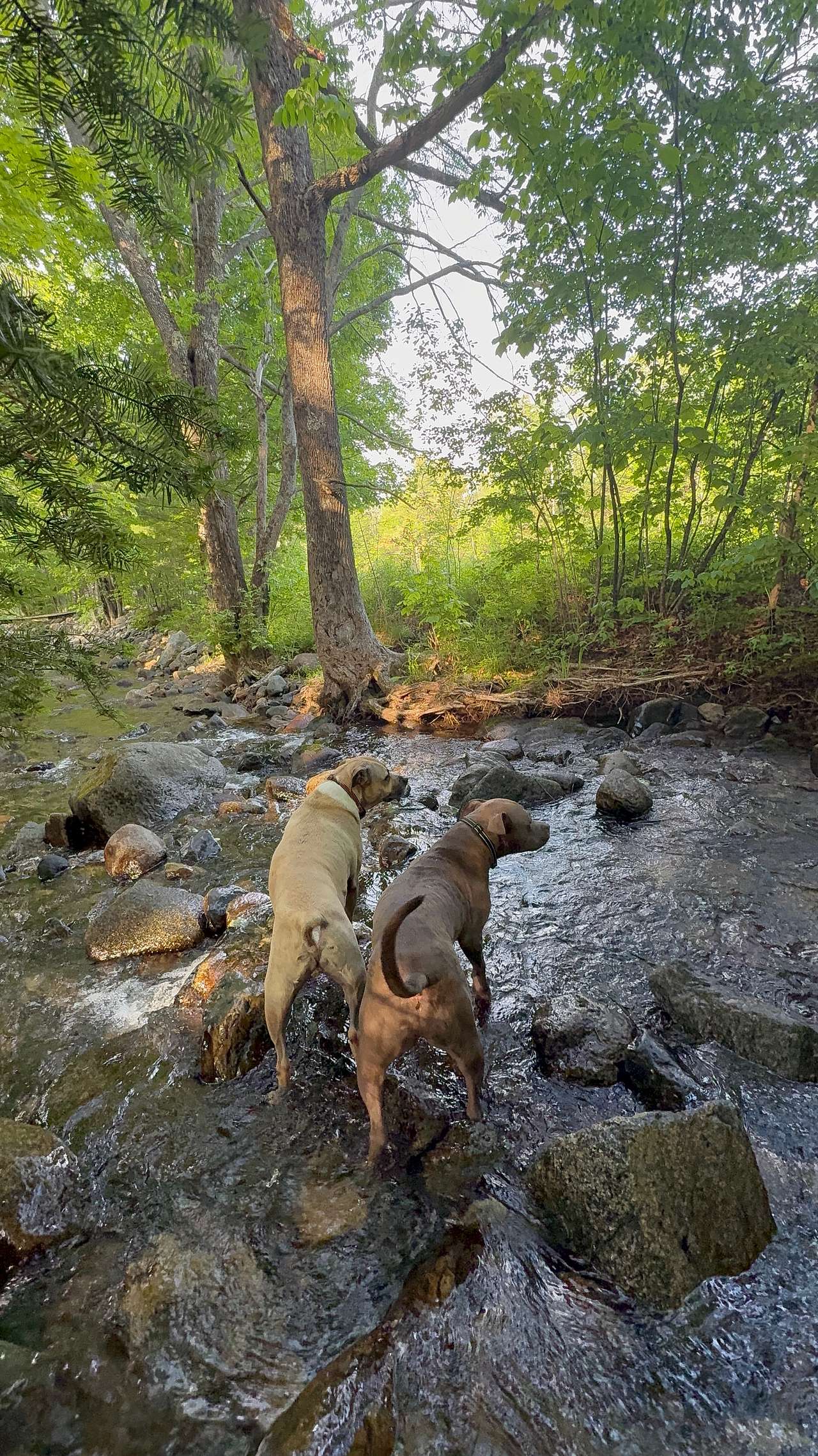 Camp Ebb and Flow