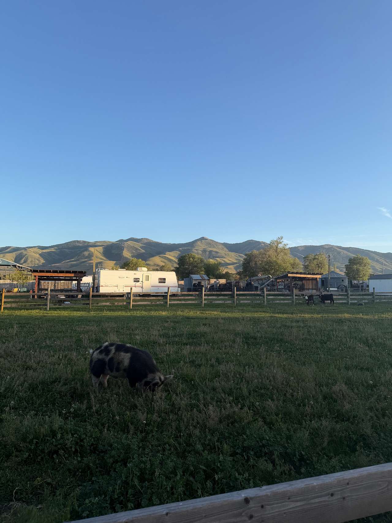 Crazy Cow Farm Adventure