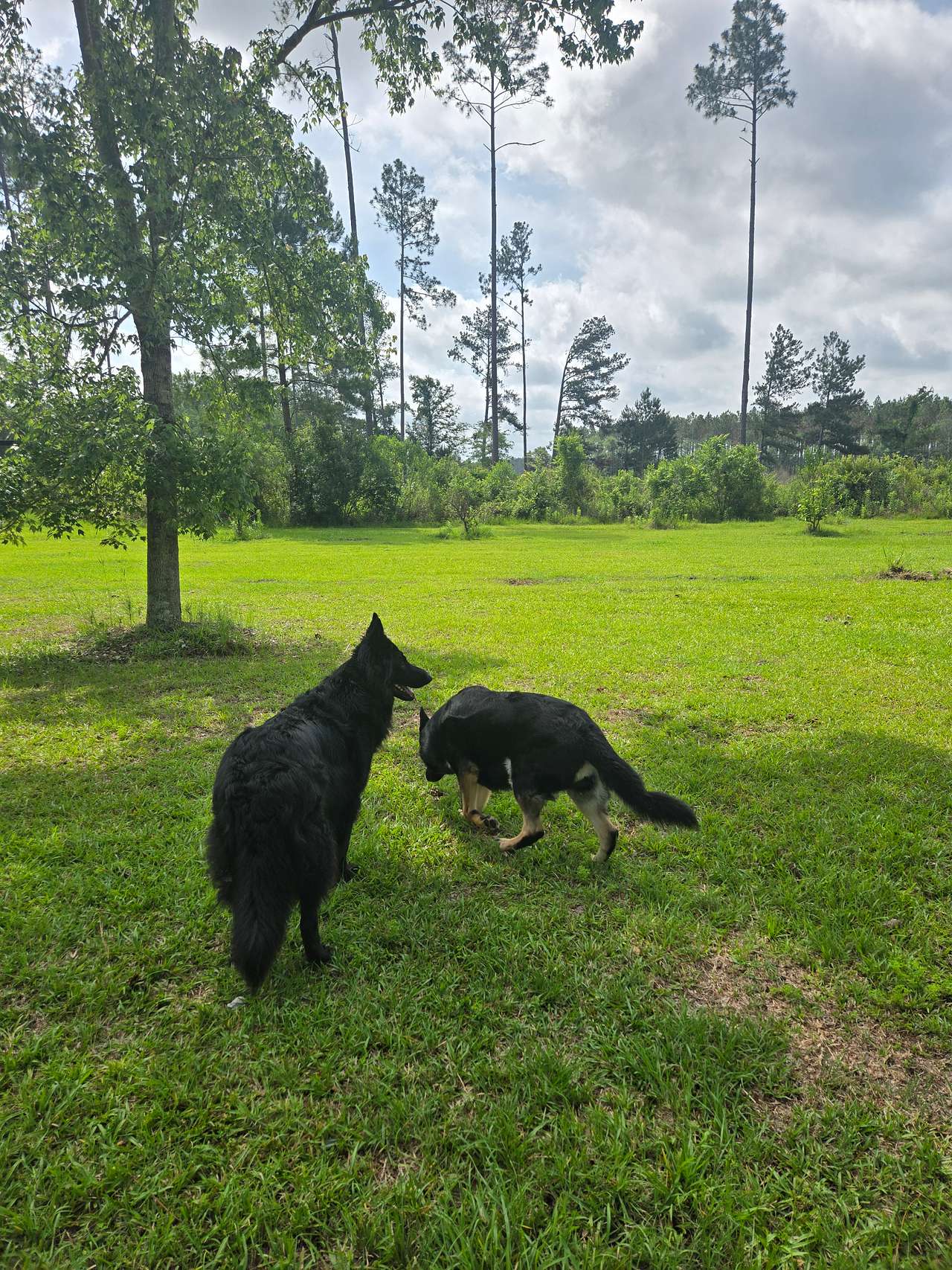 2 of the dogs while we were out walking the property