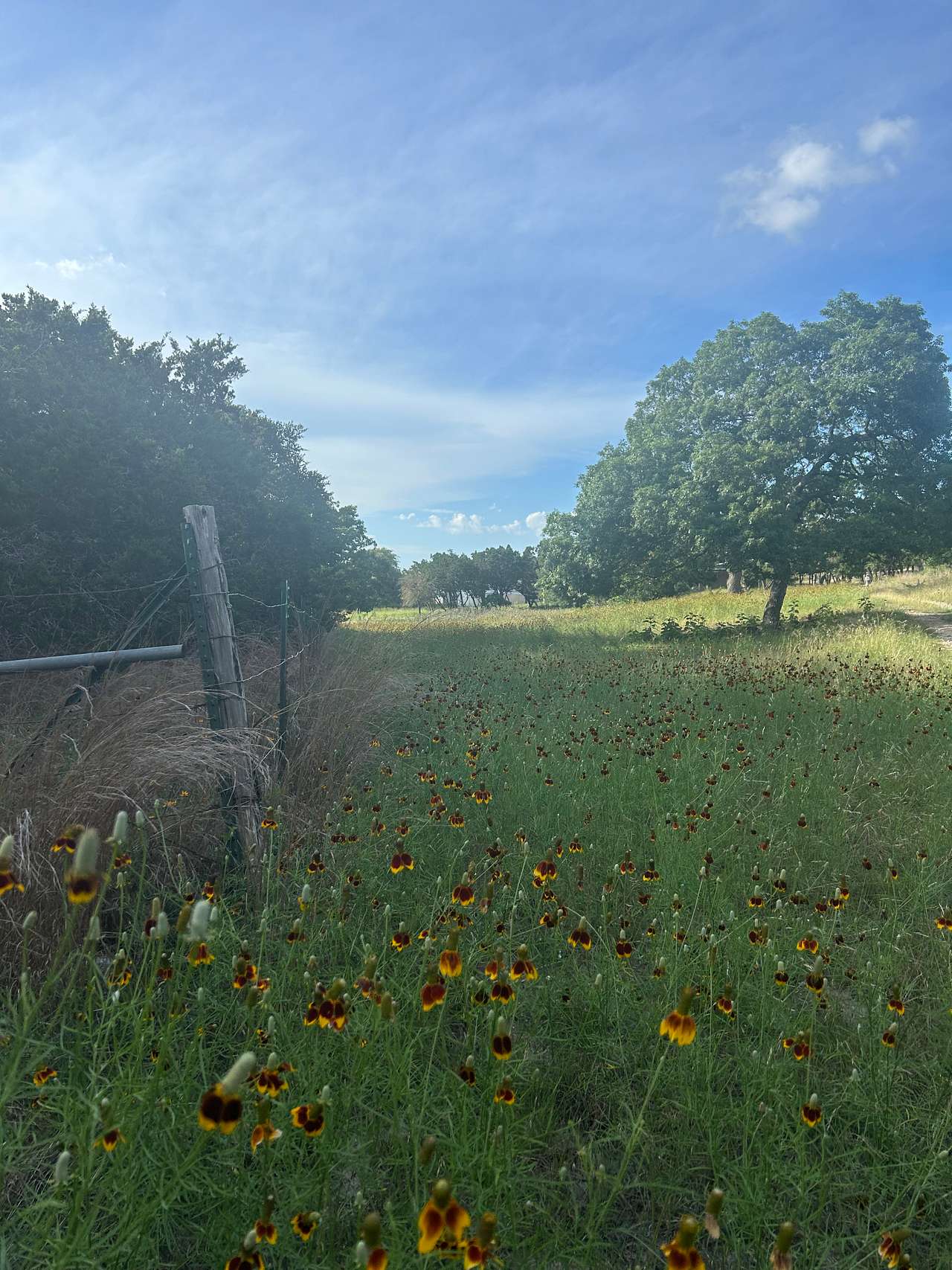The Charmadillo: Nature Retreat