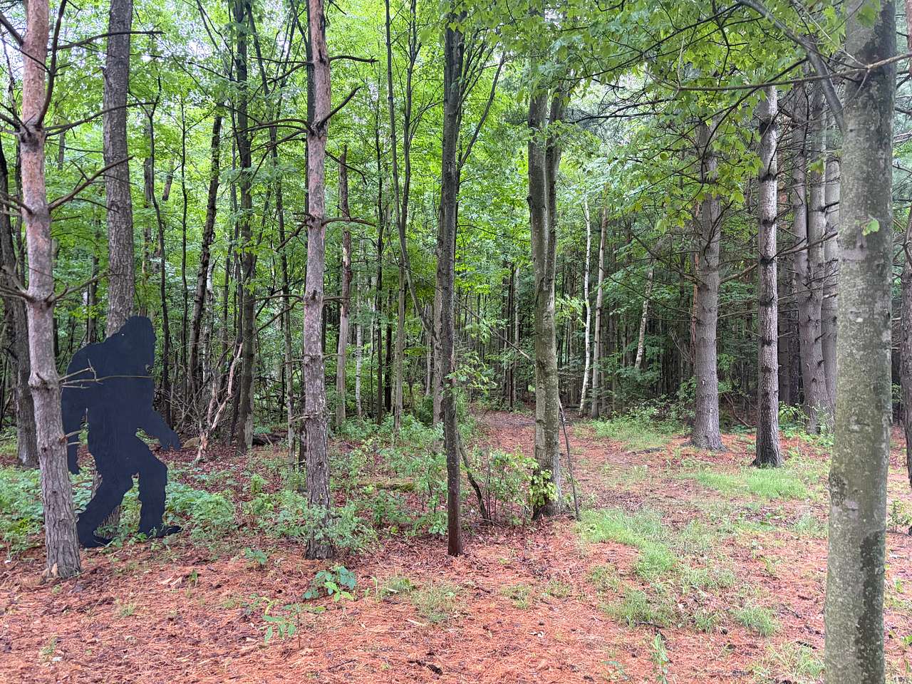 Trails in the forest 