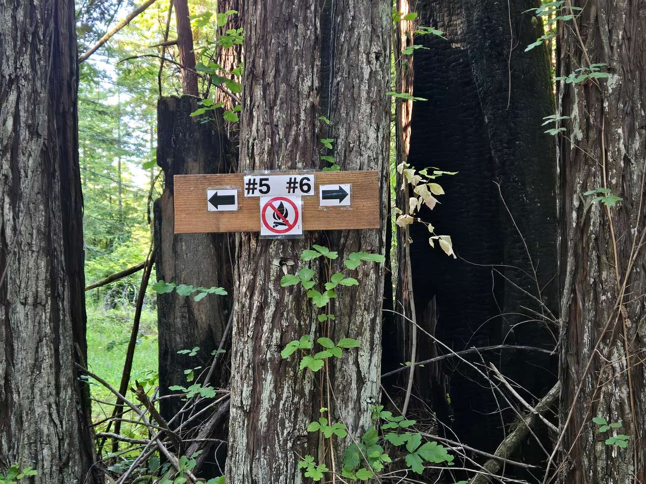 Camp Larabee - Secluded Redwoods