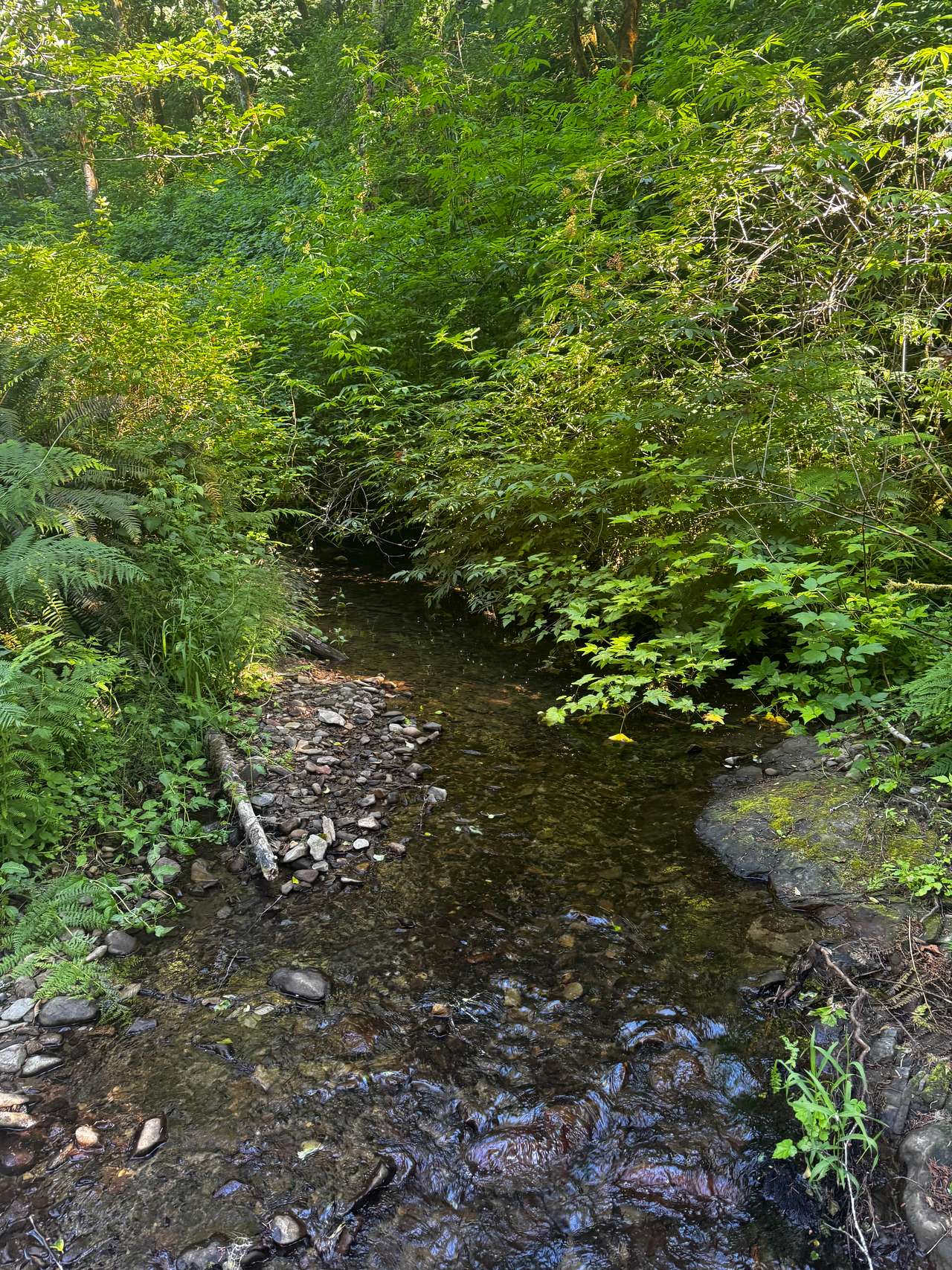 Alsea Valley Farm